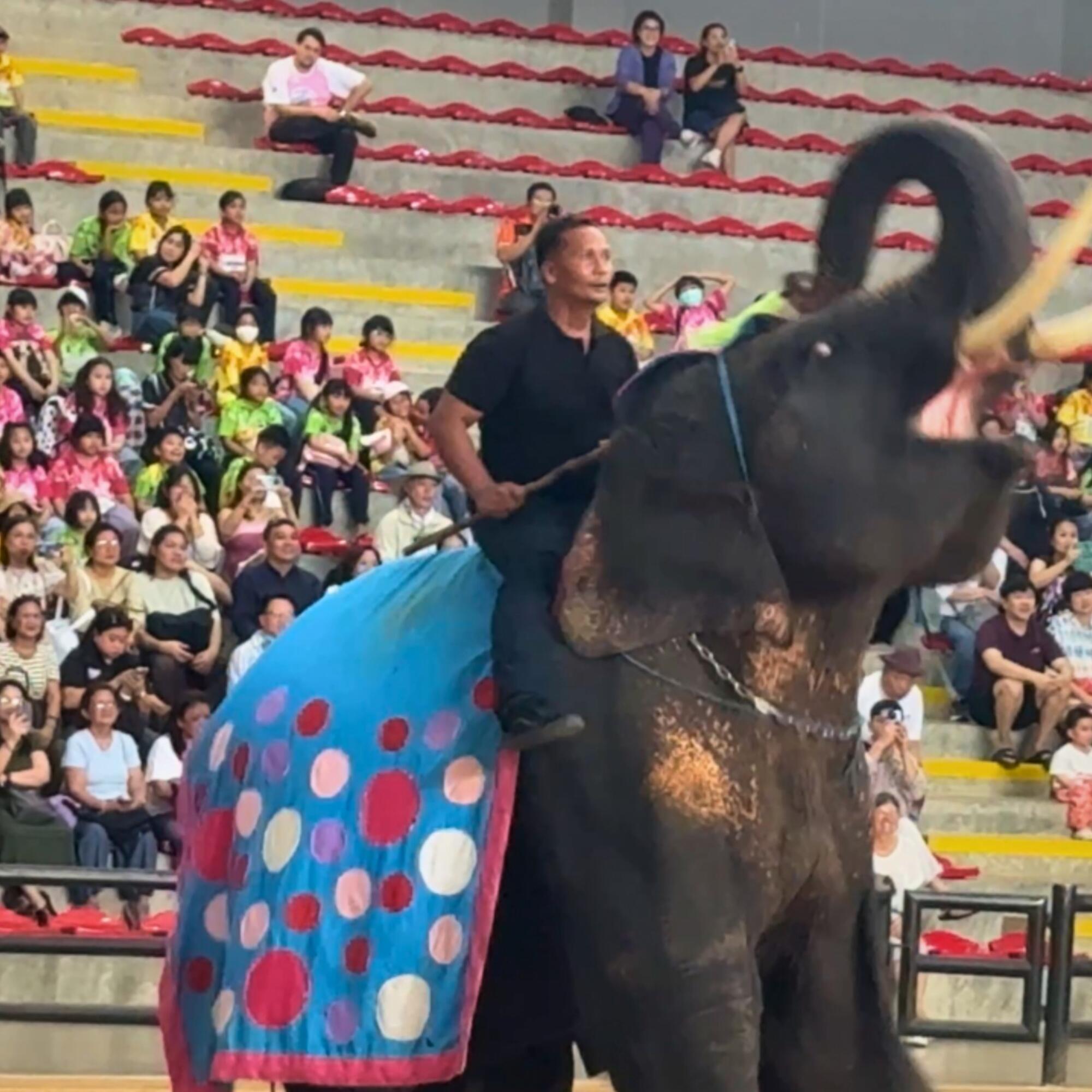 Elefante explotado en Tailandia.