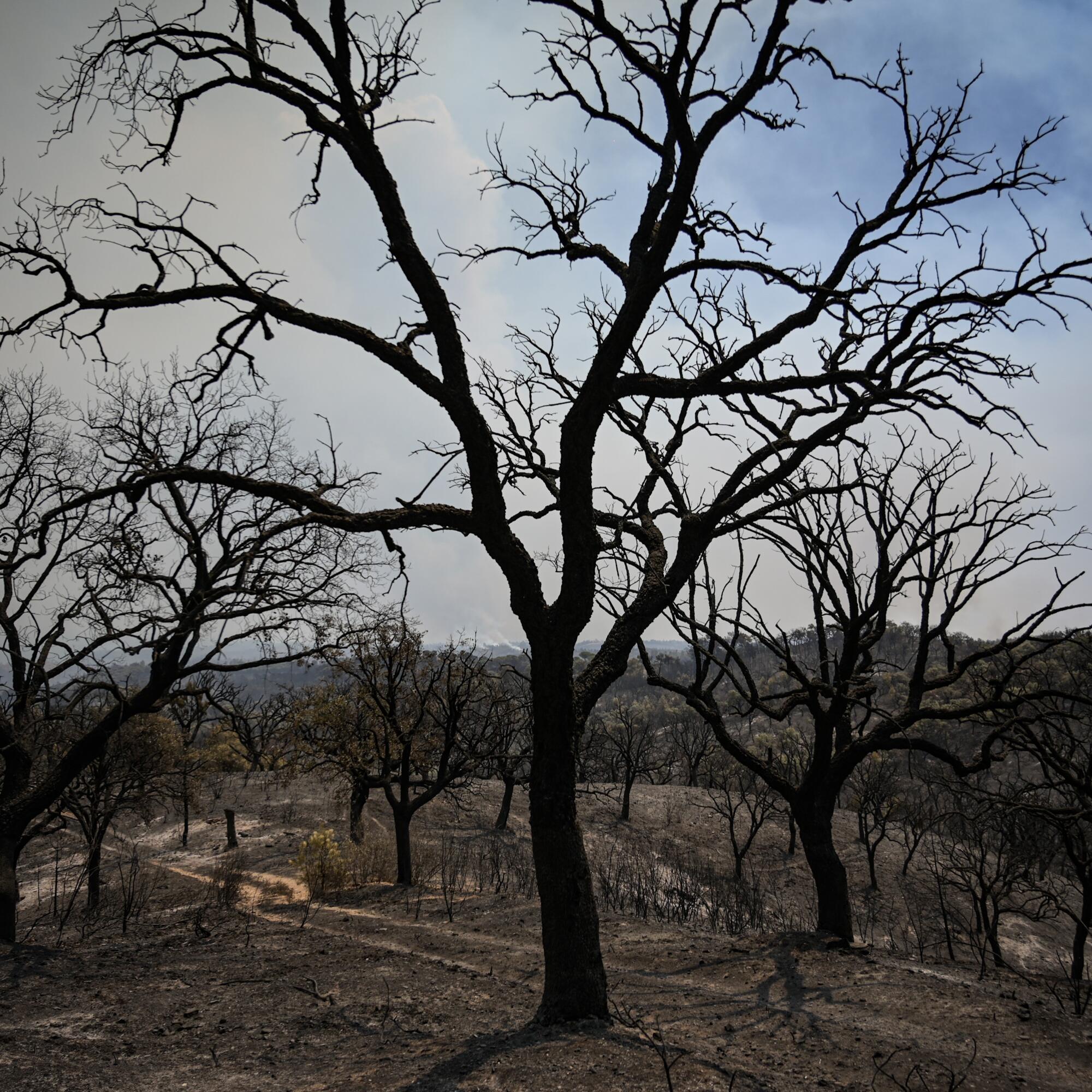 Incendio Niebla Pata del Caballo