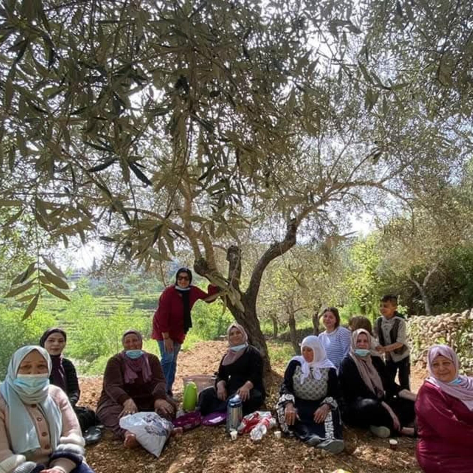 Mujeres aceituneras de Battir, Palestina