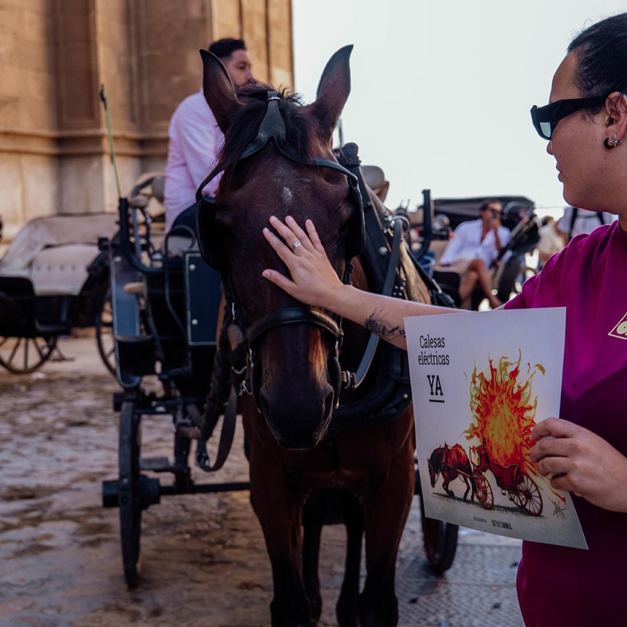 Calesas de caballos Palma