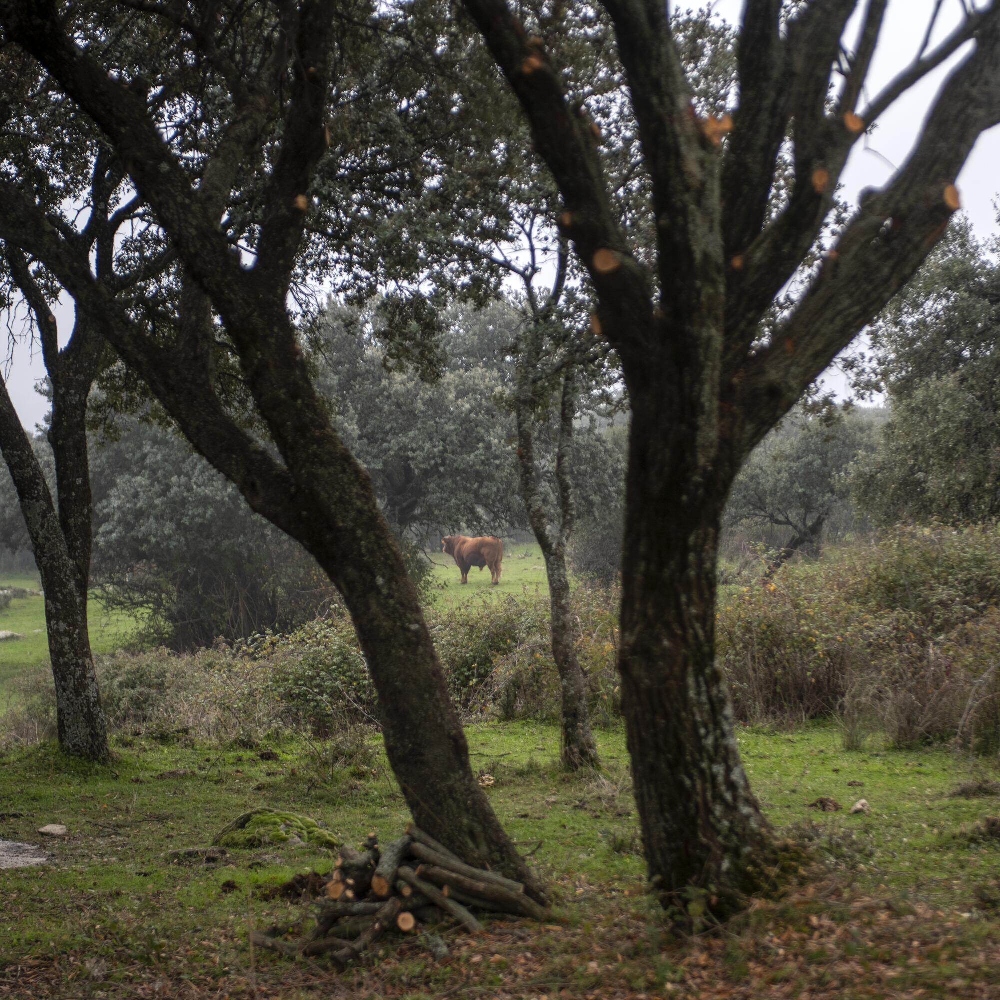 Ganadería extensiva