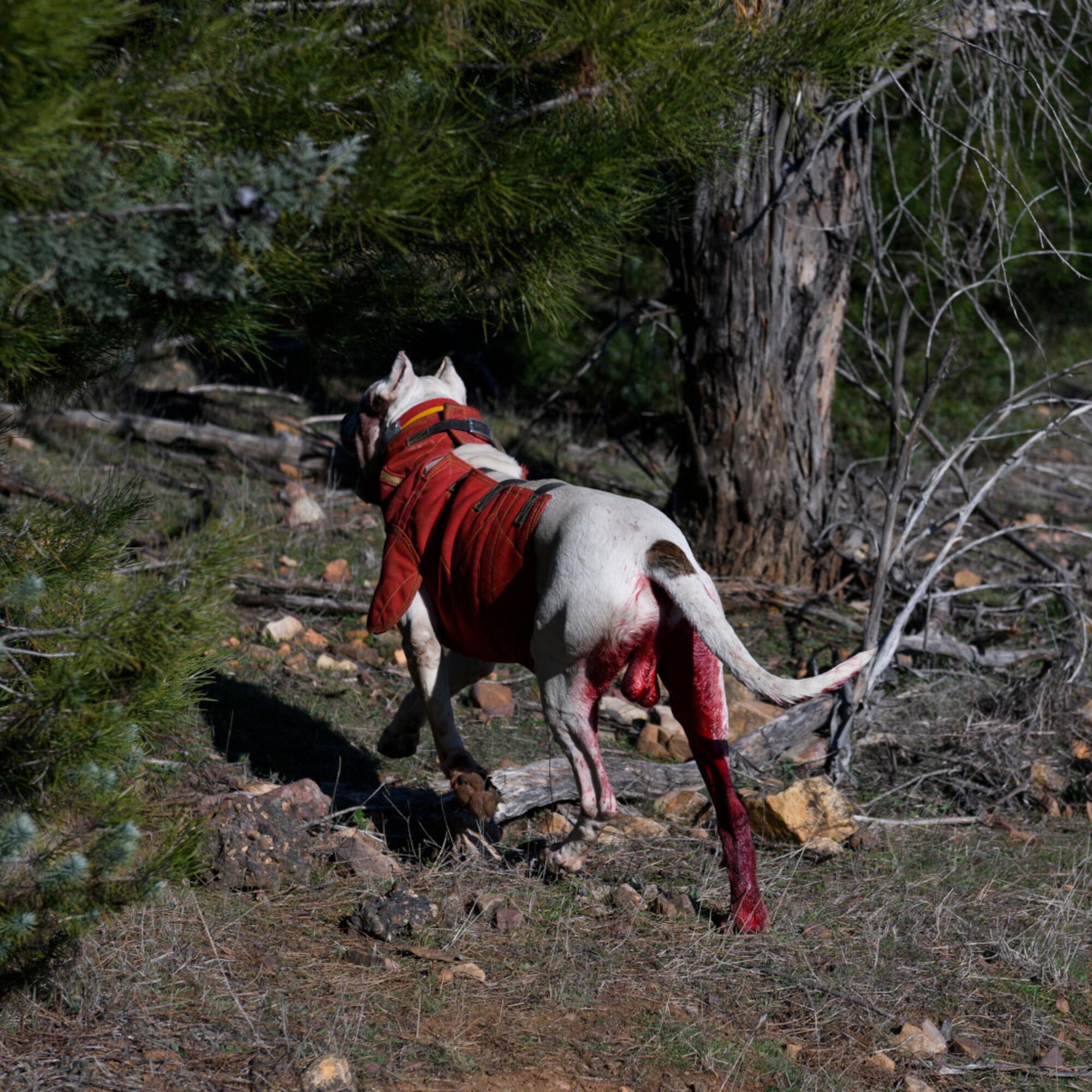 SULTAN