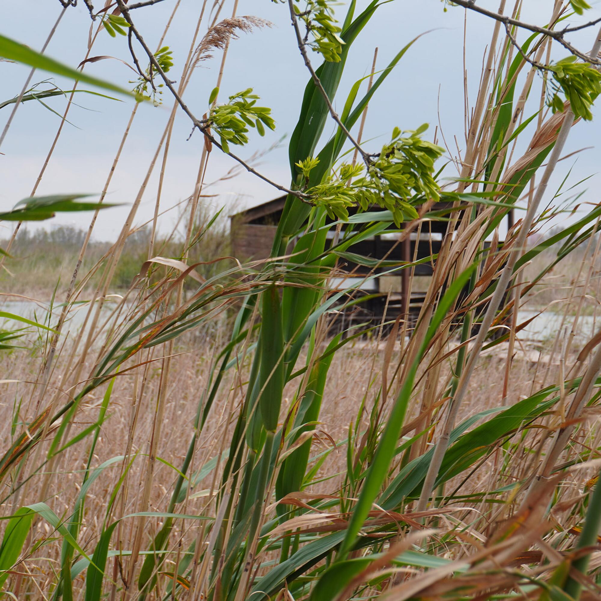 Albufera Reportaje - 5