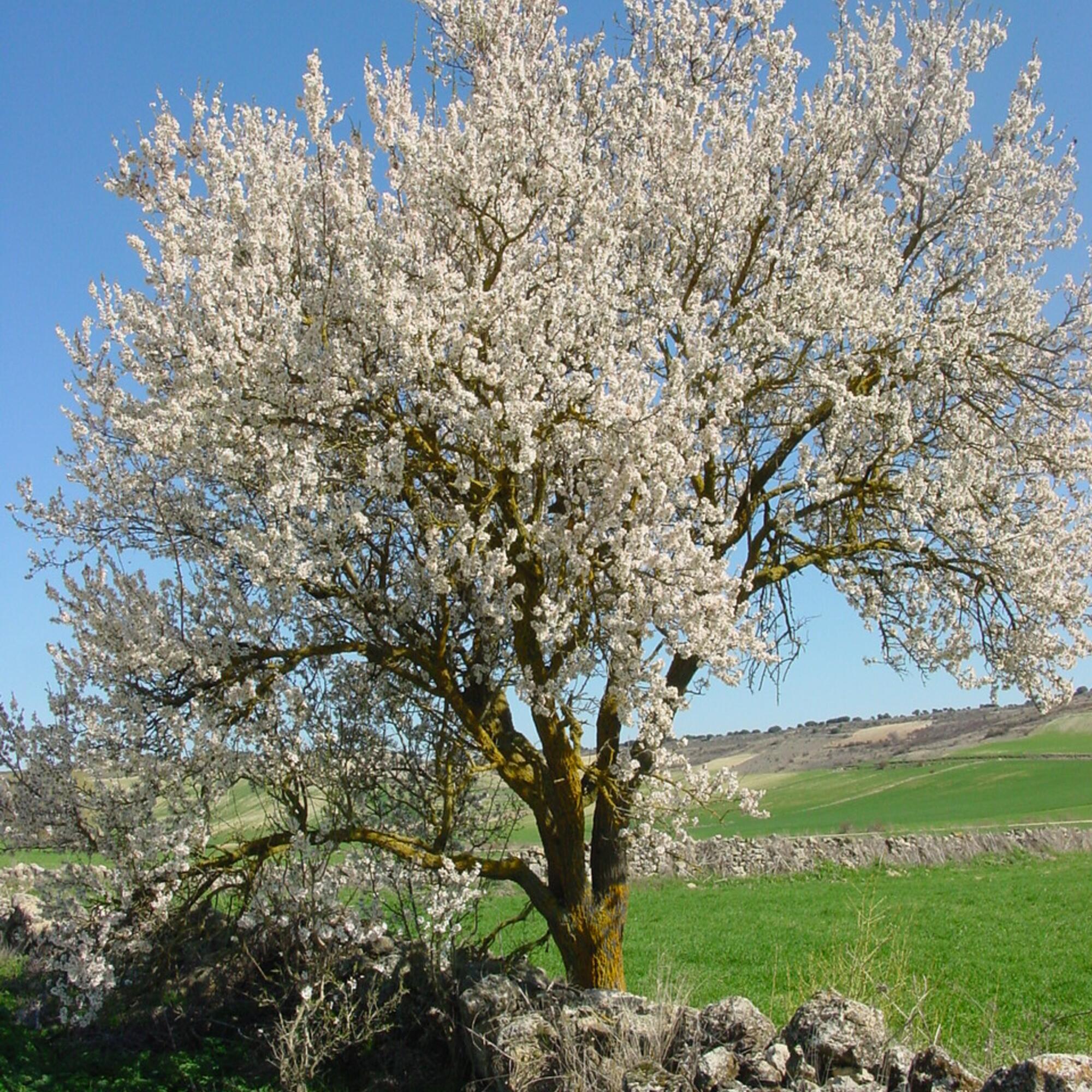 Almendro