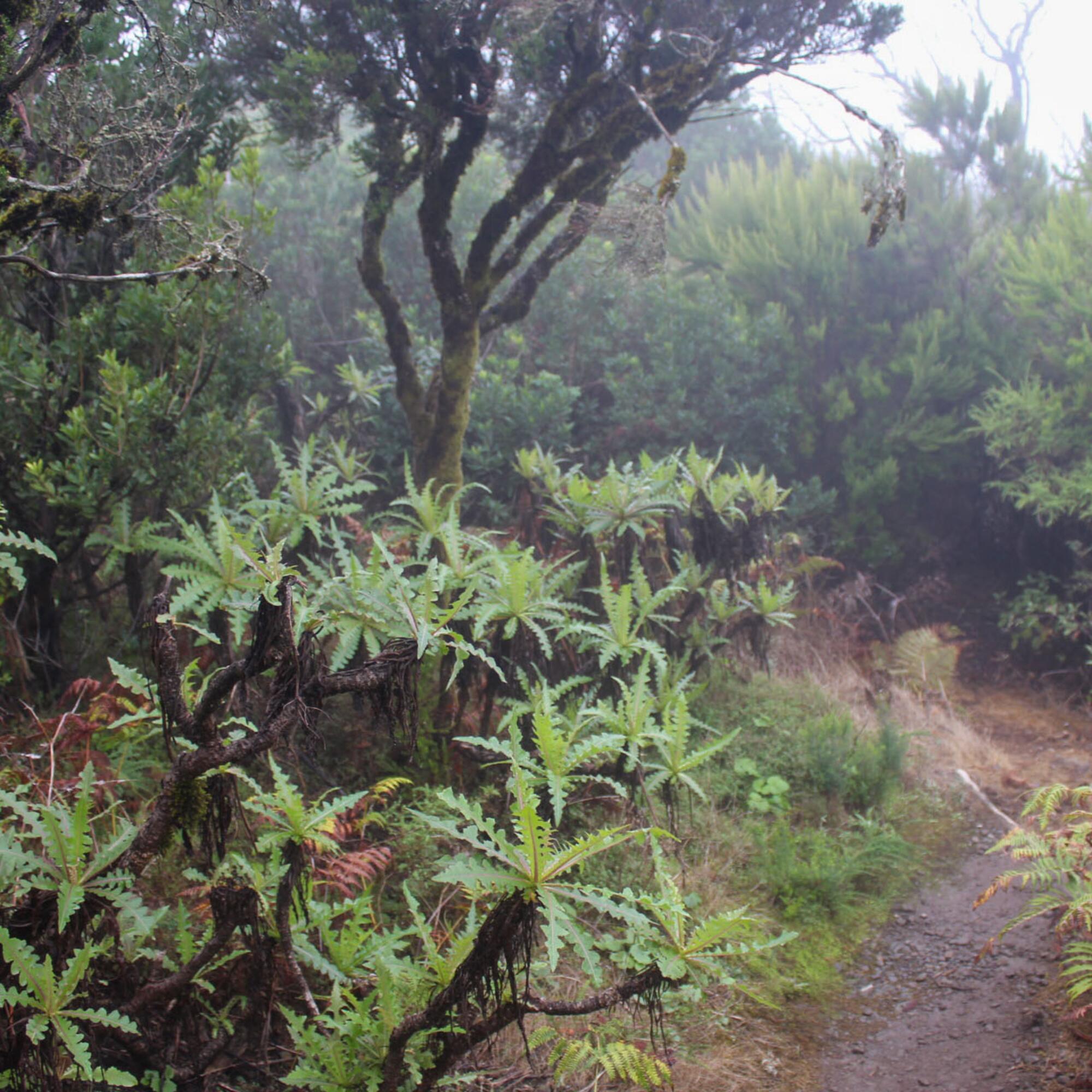 Garajonay bosques canarios - 1