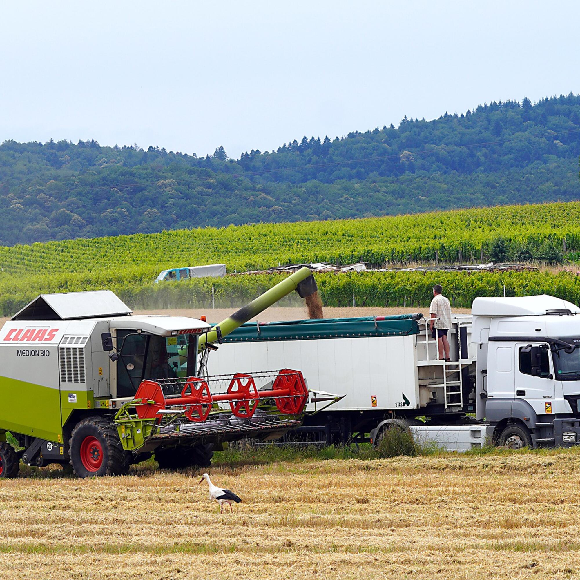 Agricultura cereal imagen camión