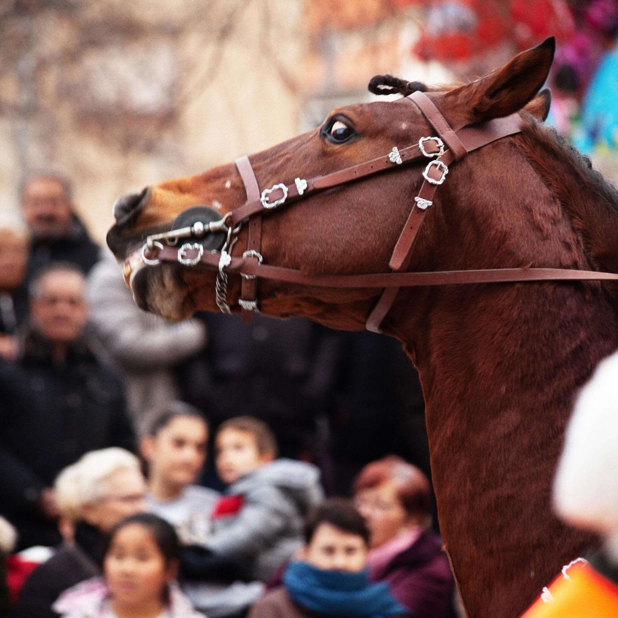 Caballo estresado.