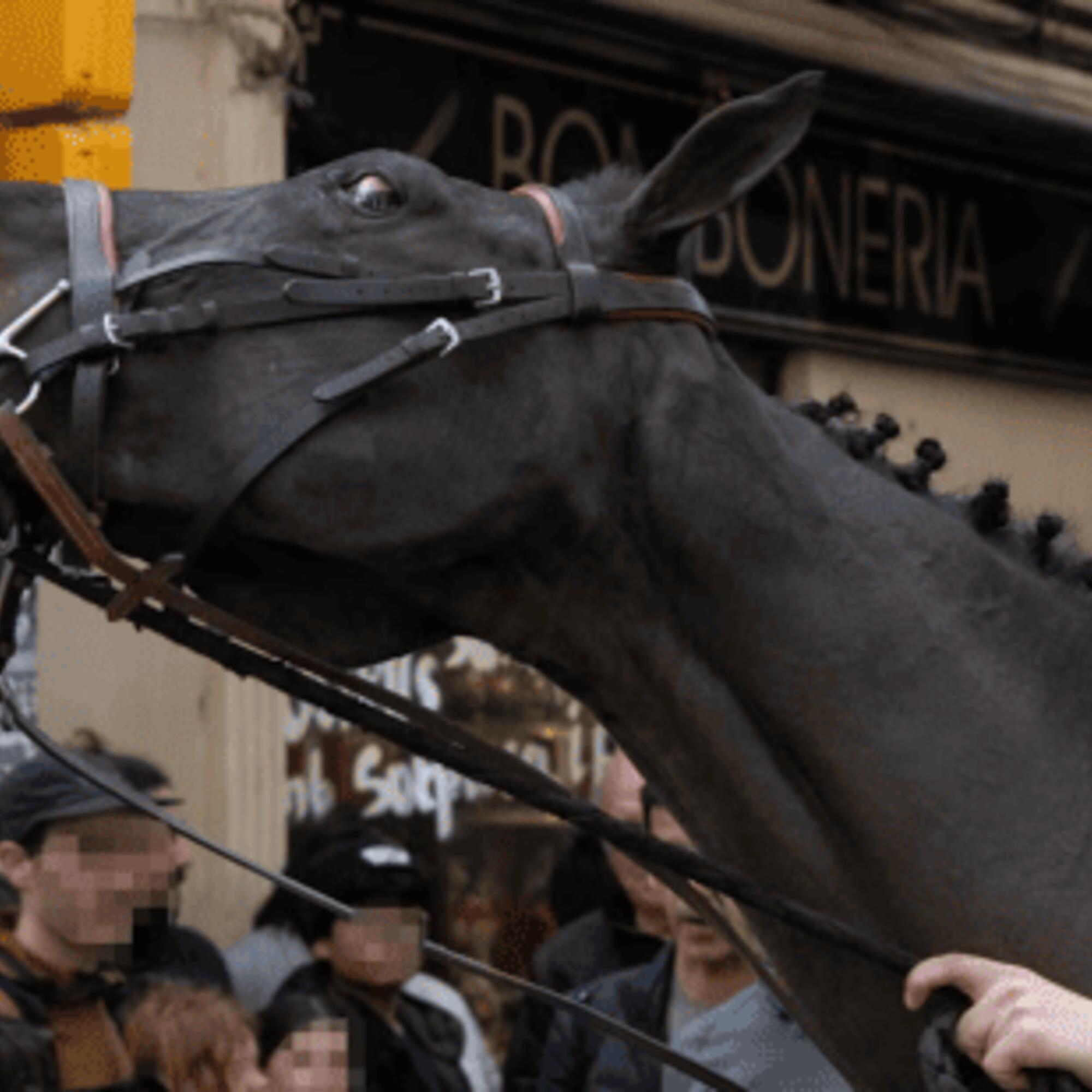 Caballo estresado
