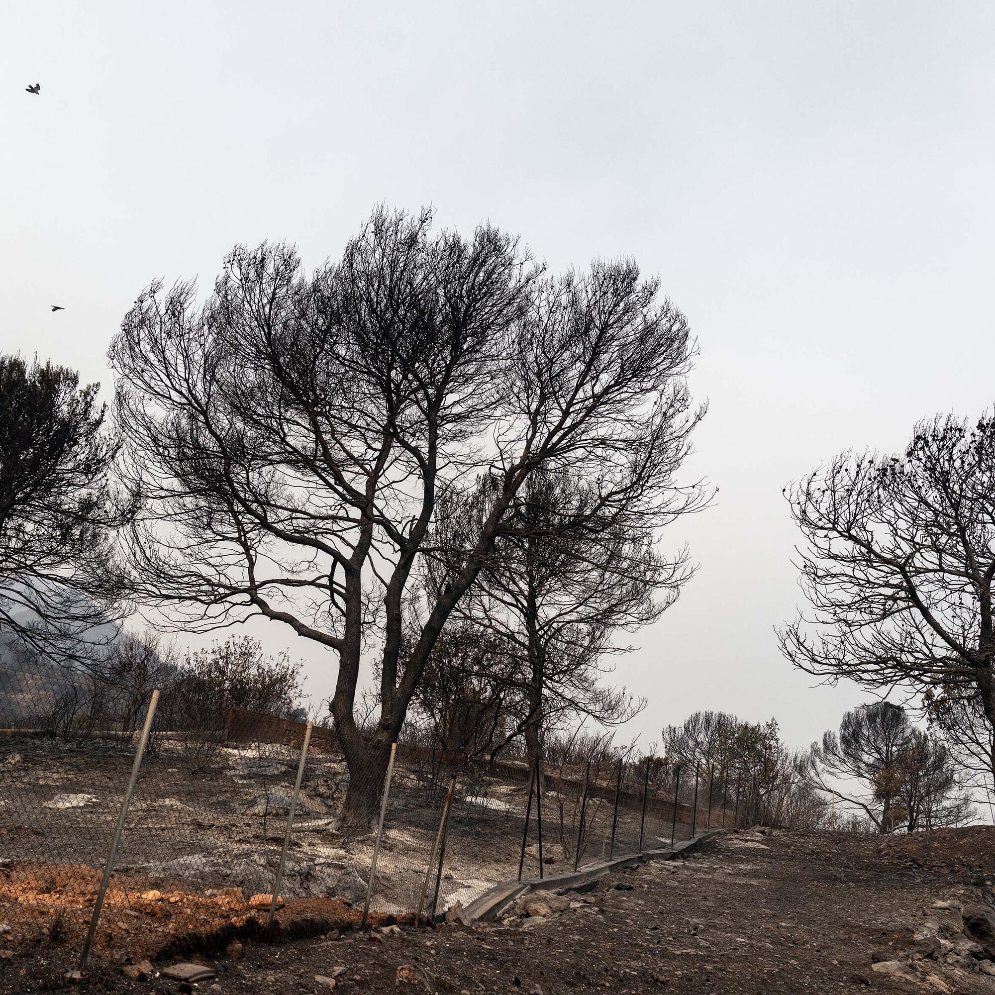Castellón Incendio - 2