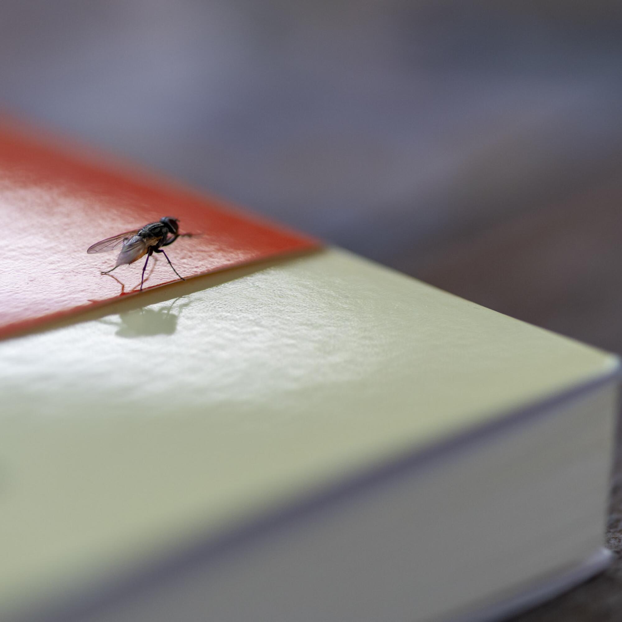 Recurso mosca sobre un libro