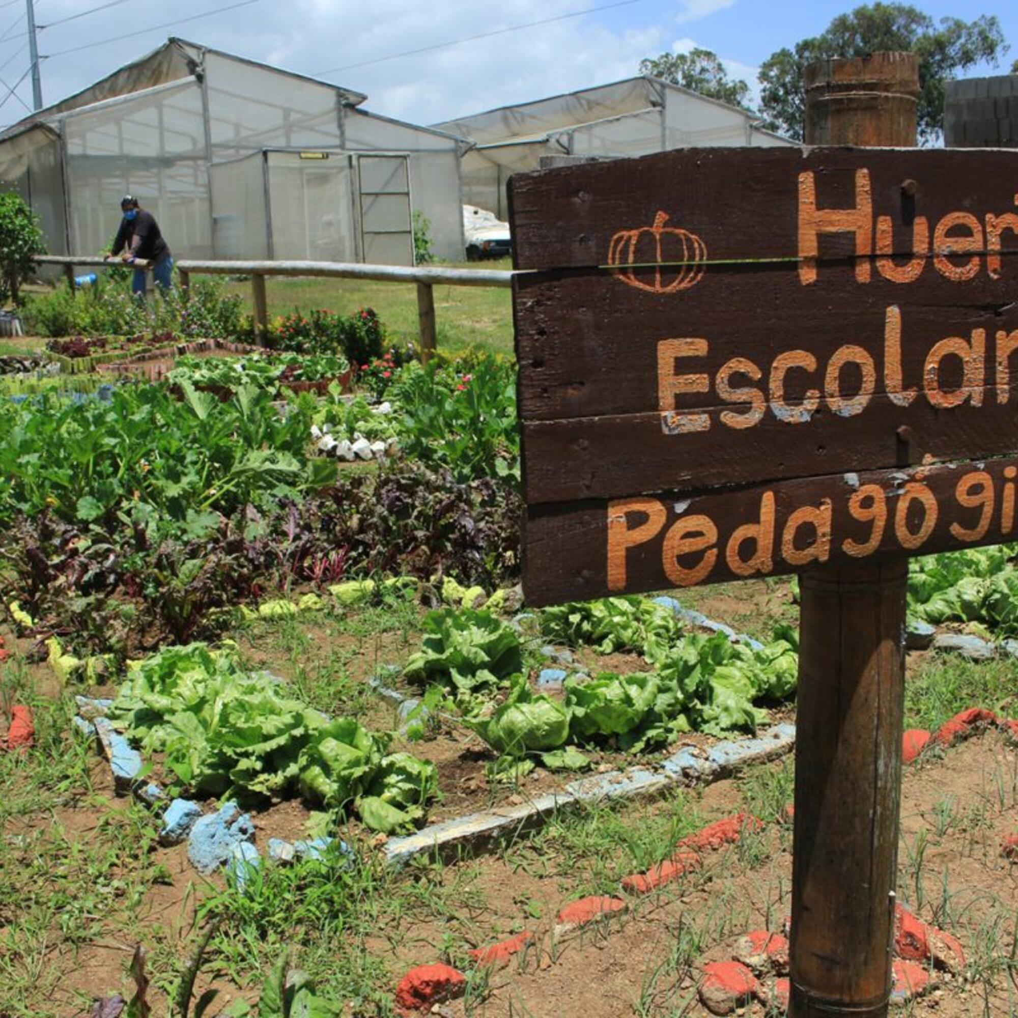 Huerto escolar