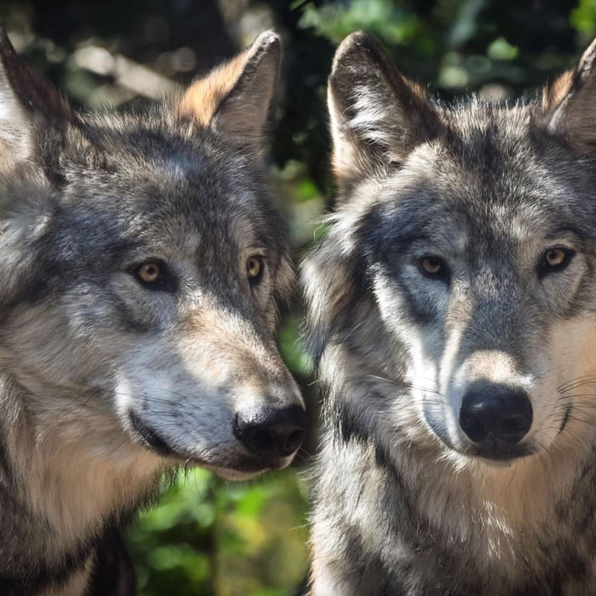 Dos lobos