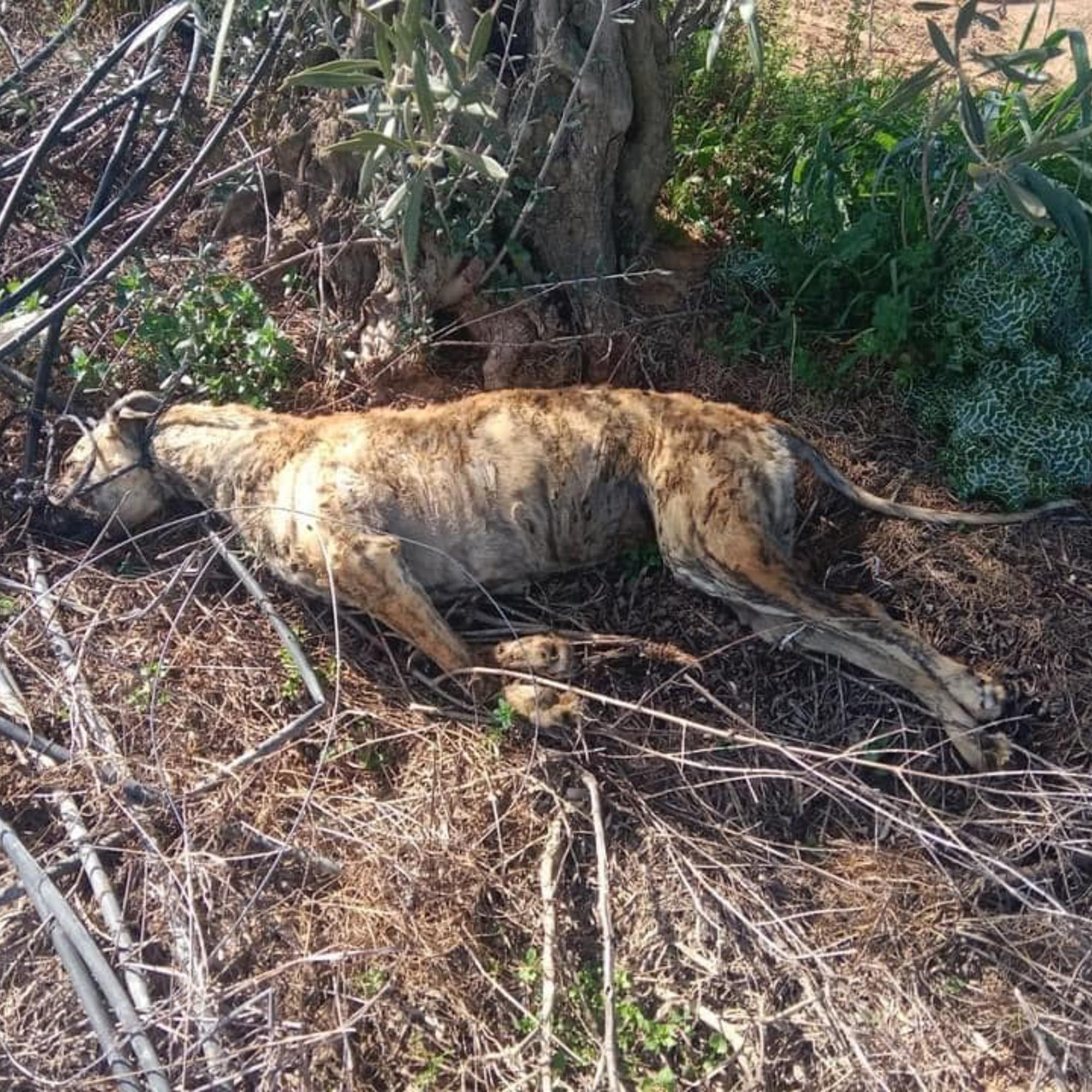 Muerto el perro