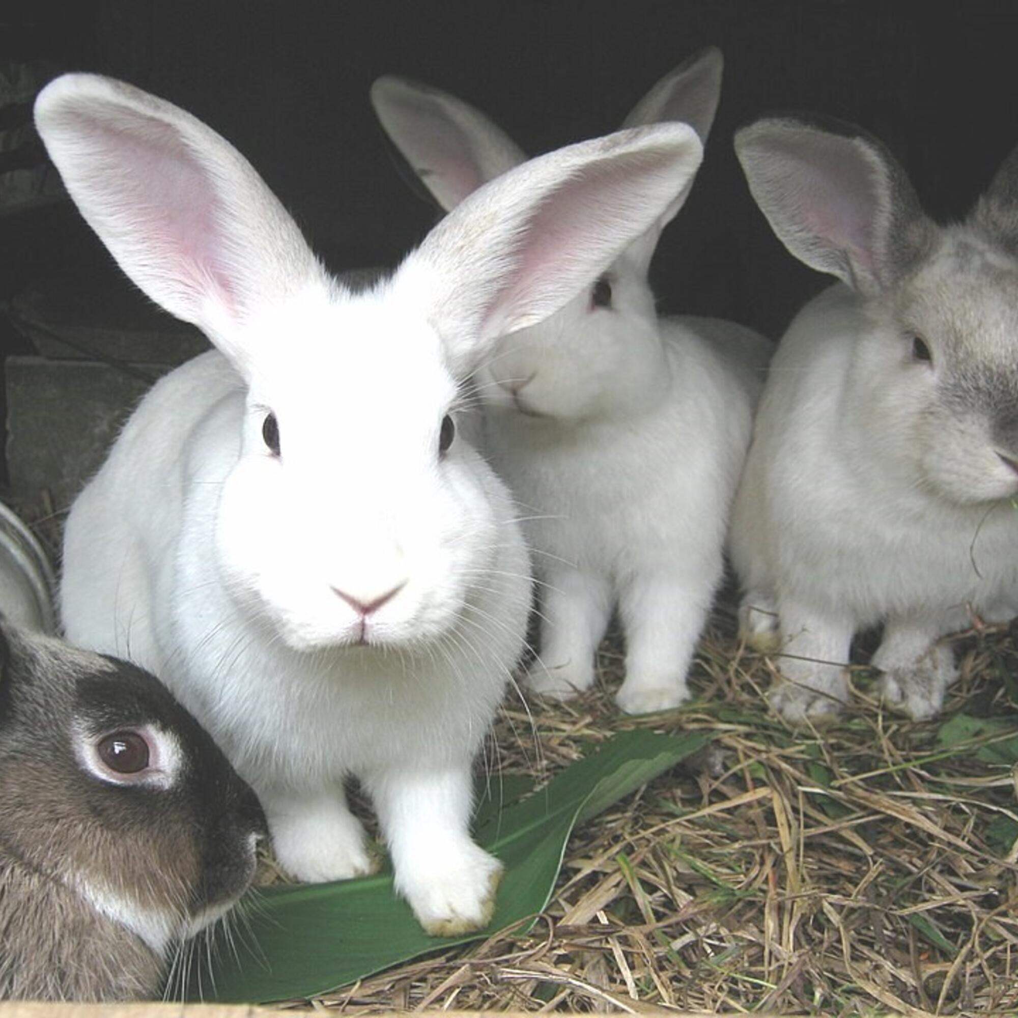 Conejos
