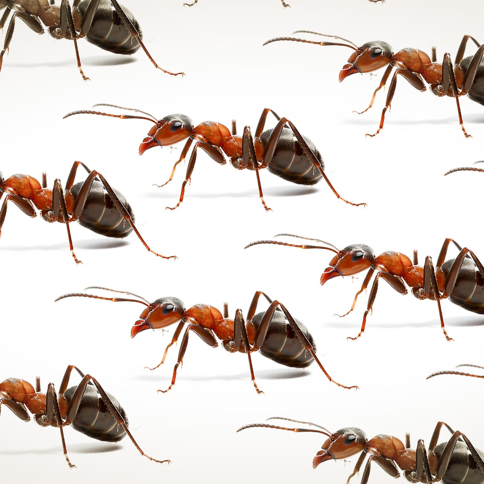 Hormigas Militancia Activismo