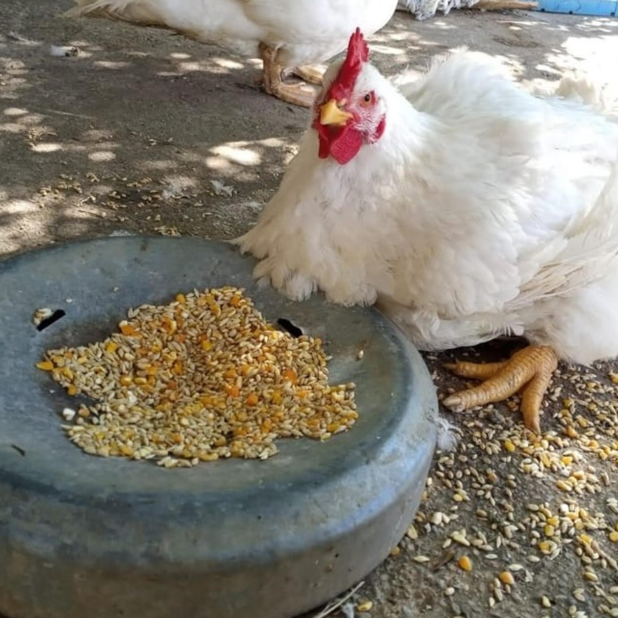 Gallina Clocky en un santuario