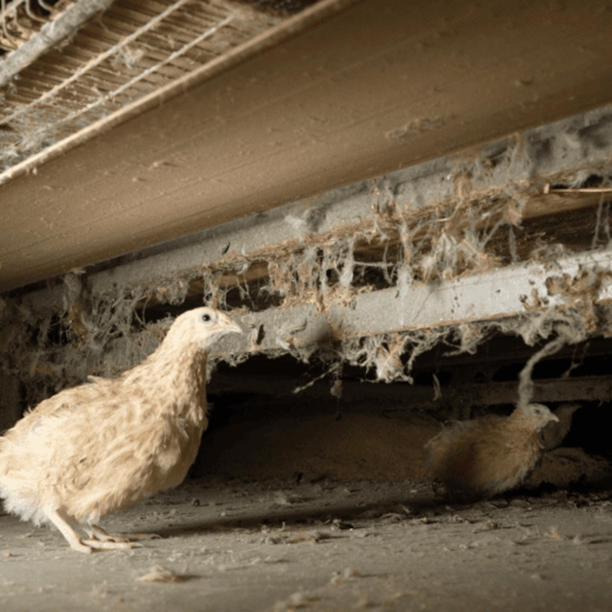 Codornices atrapadas en una granja