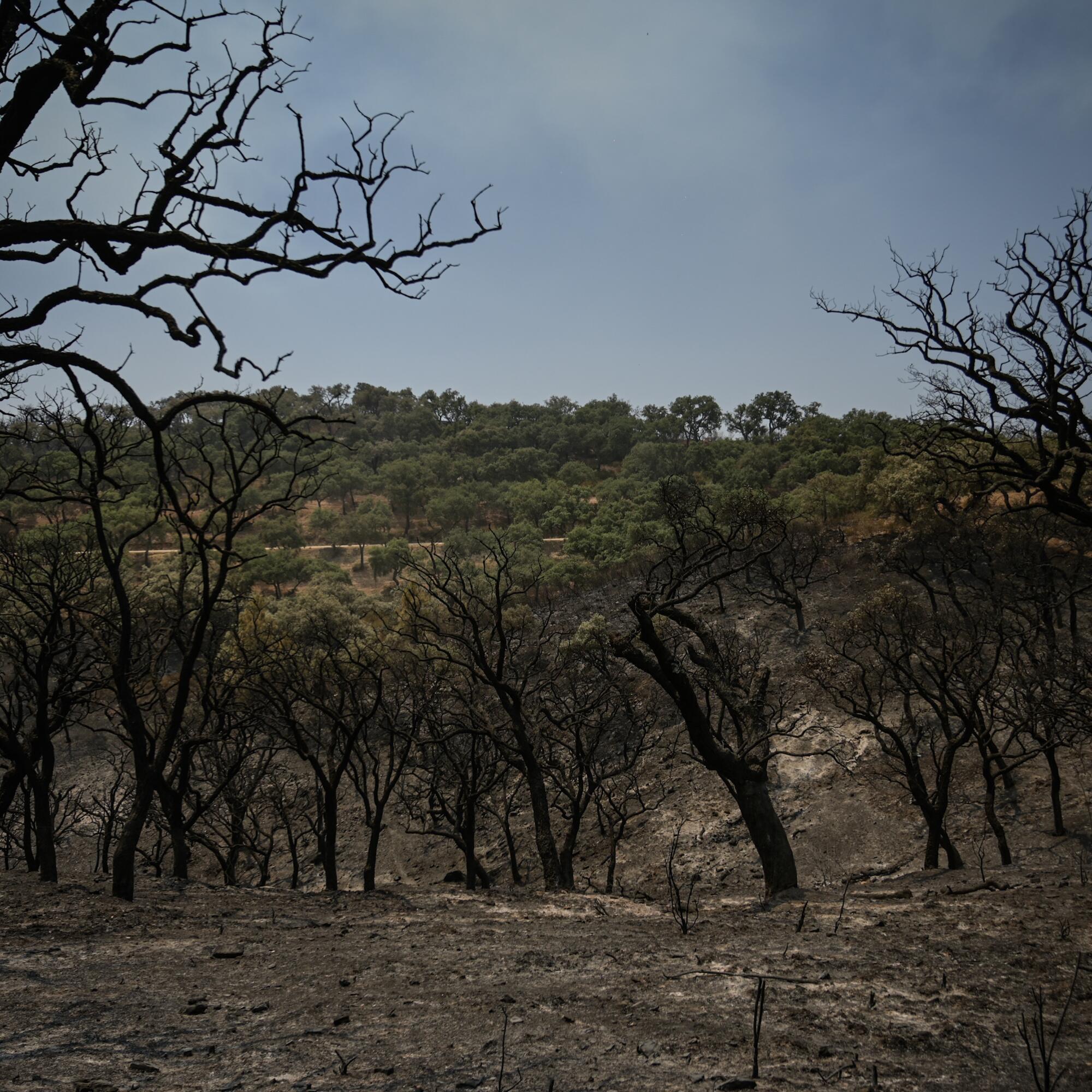 Incendio Niebla Pata del Caballo quemada