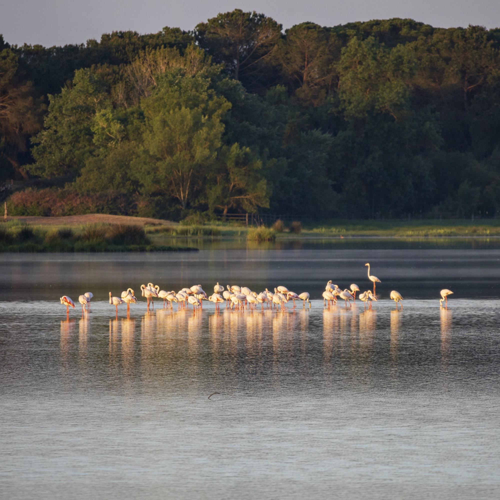 Doñana Abril 2023 - 2