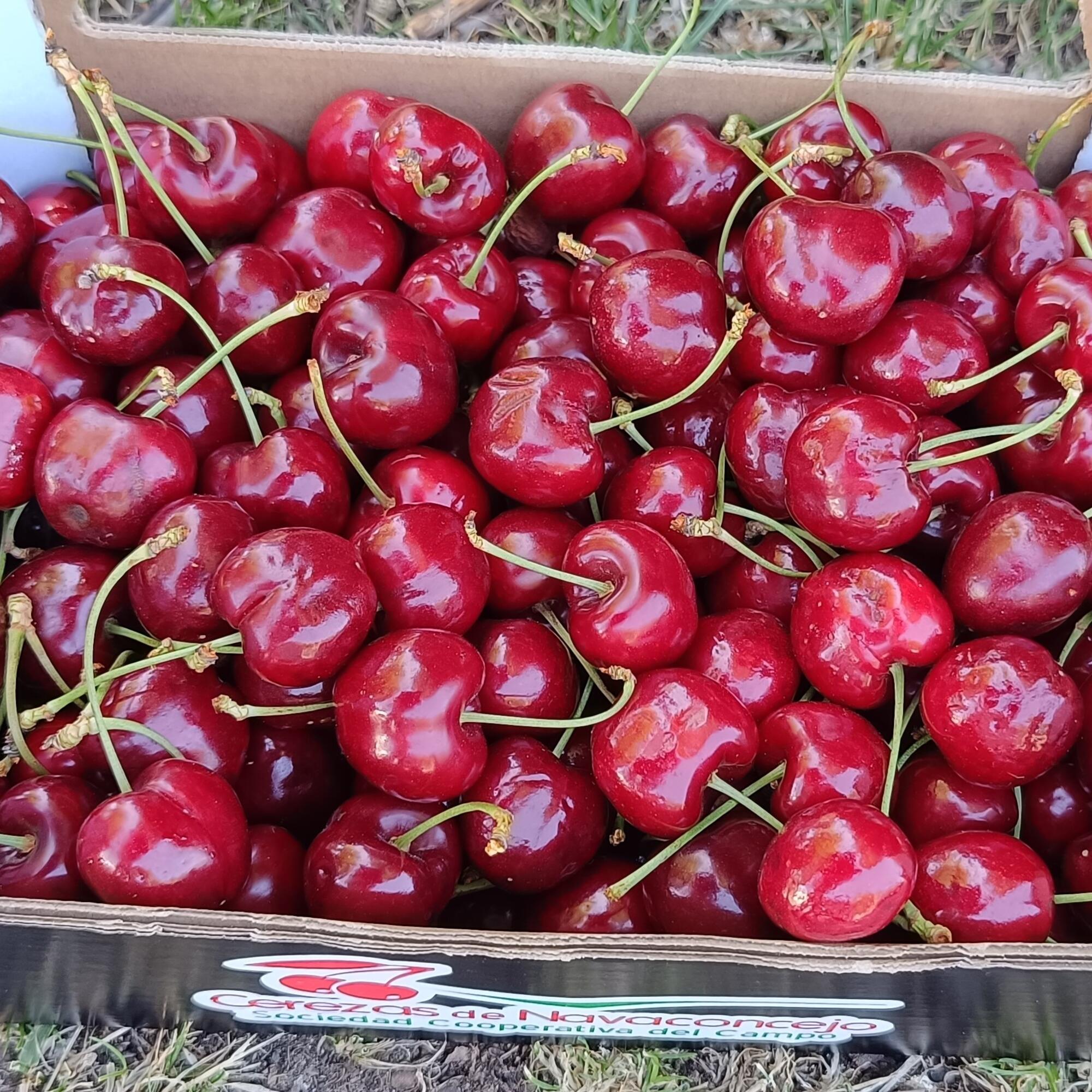 Caja de cerezas de una cooperativa del Valle del Jerte