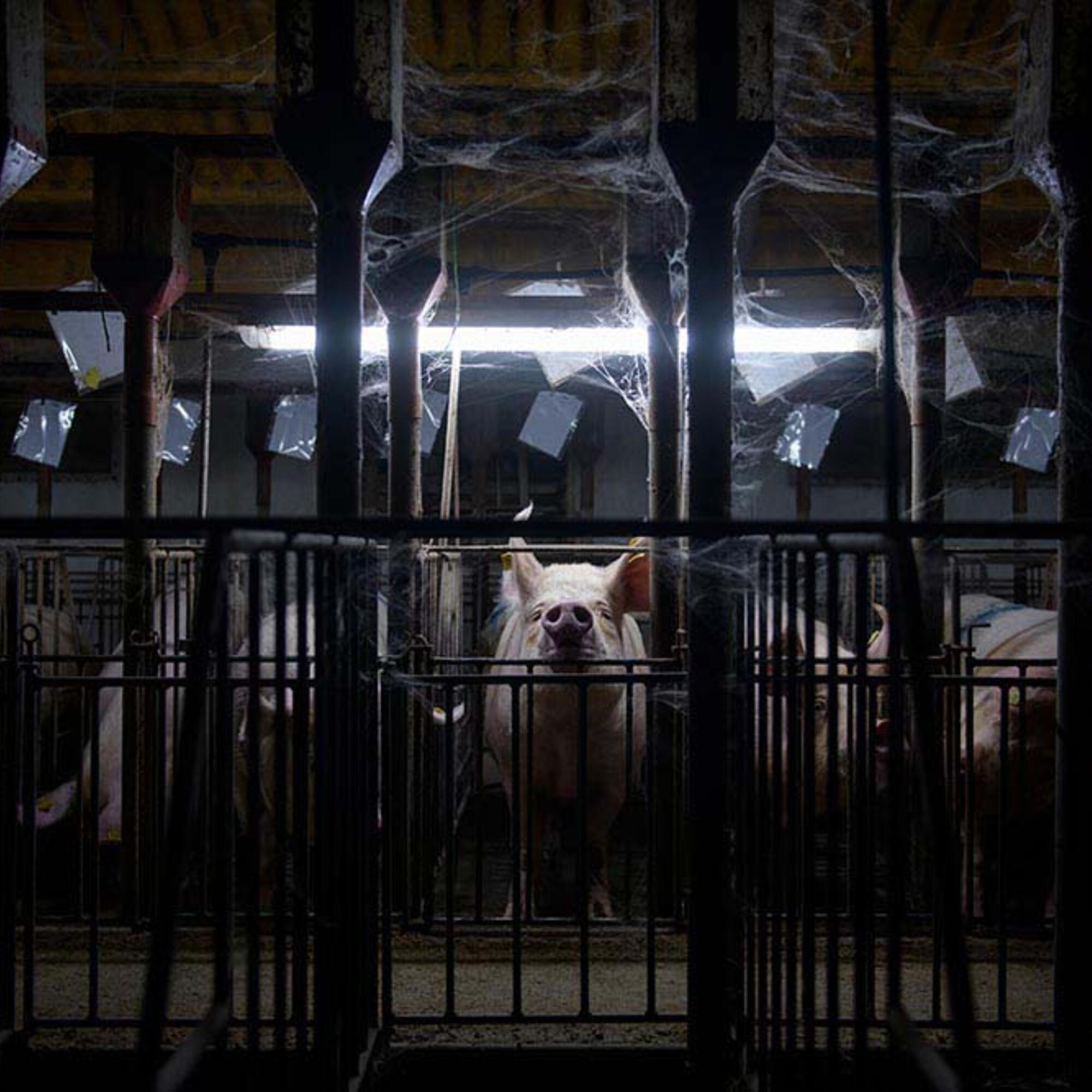 Aitor Garmendia: Imagen galardonada con el premio Award of Excellence en Picture Of The Year International