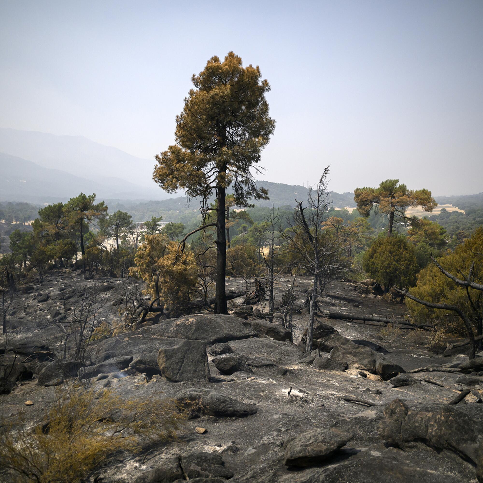 Incendio Navaluenga - 14