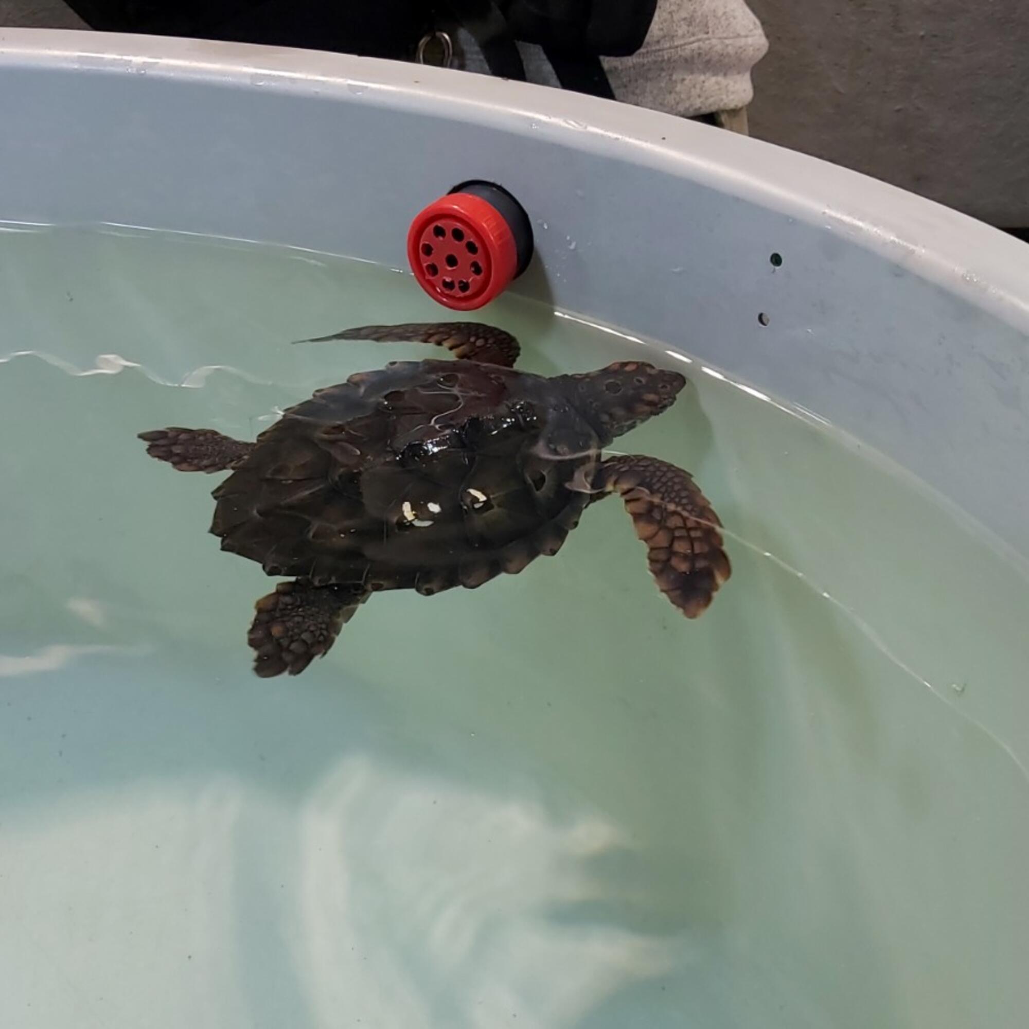Tortuga en cautividad
