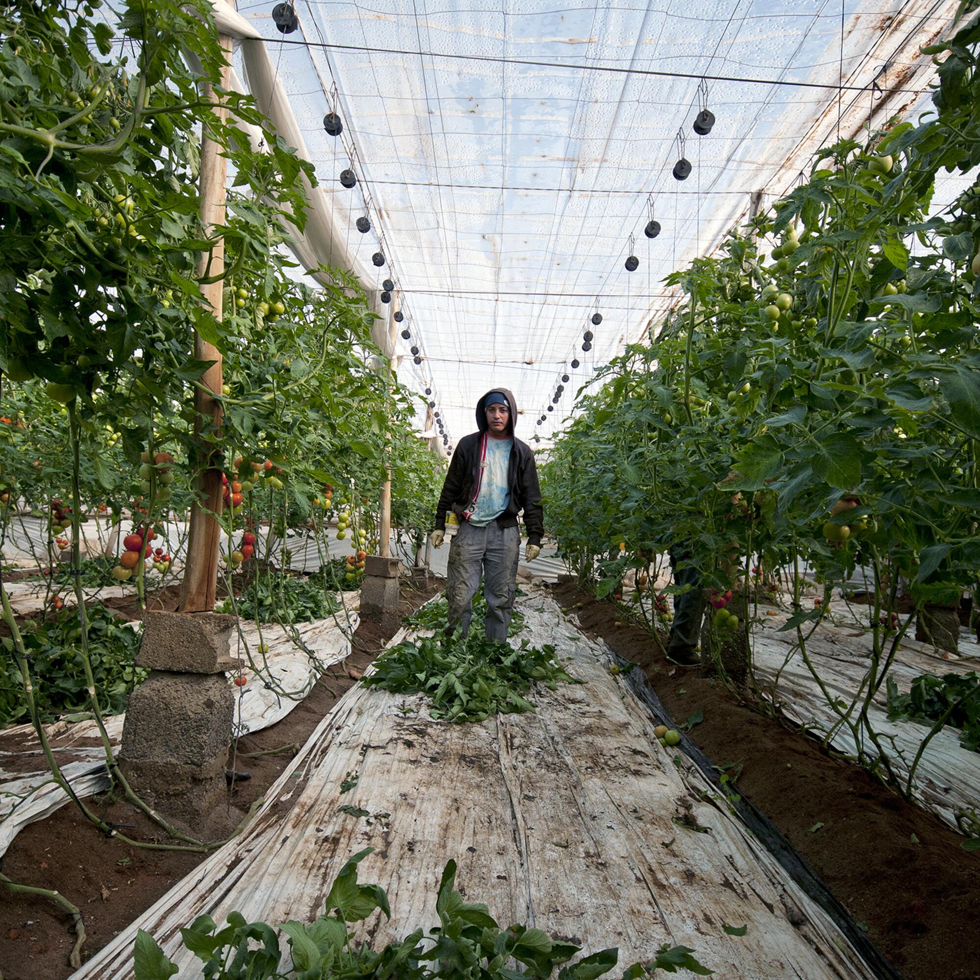 Invernaderos Cabo - 7