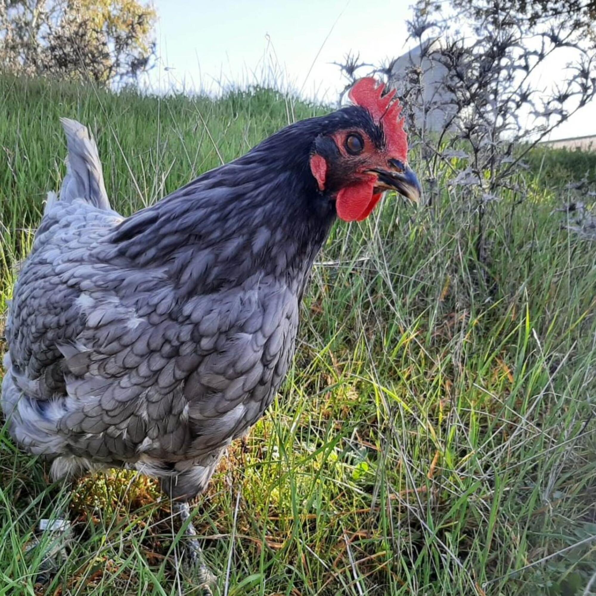 Gallina Extremeña Azul