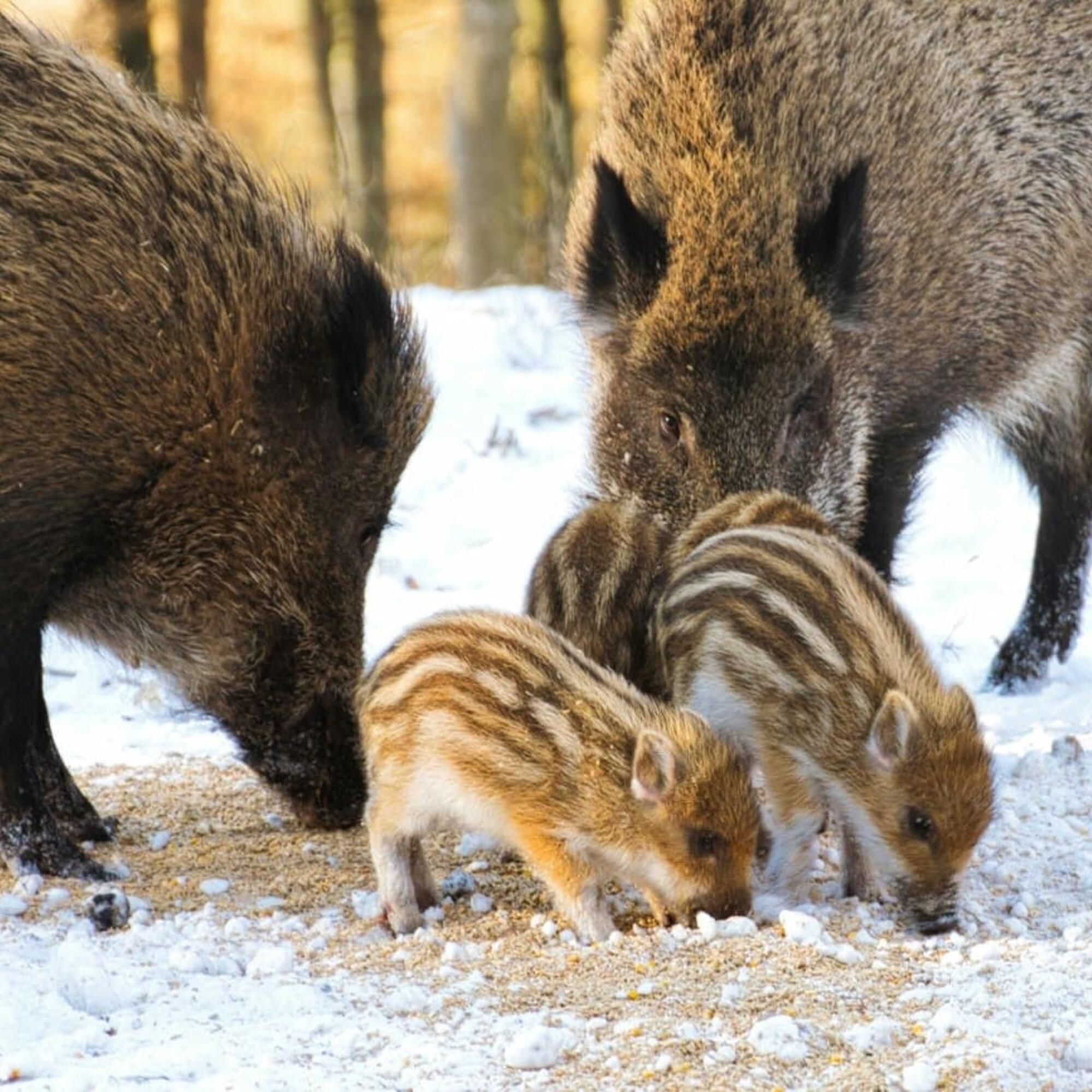 Familia de jabalíes