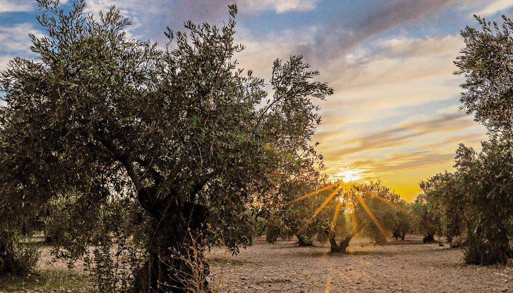 Agricultura | Las cinco crisis del olivar - El Salto