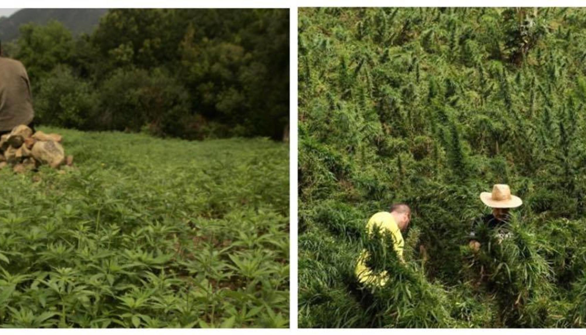 marruecos cannabis