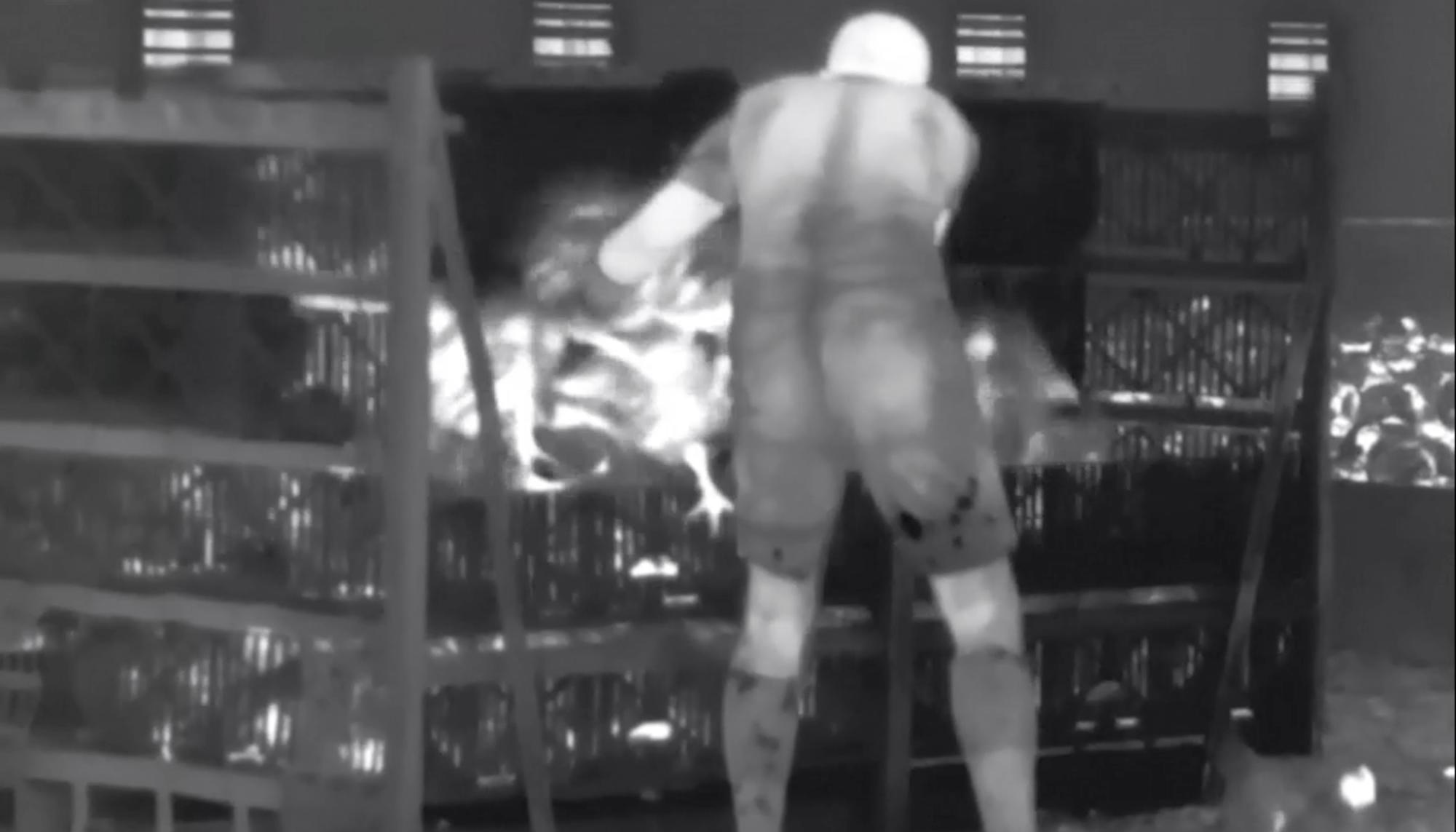 Investigación de Equalia sobre maltrato animal en granjas avícolas alemanas vinculadas a Lidl - 3