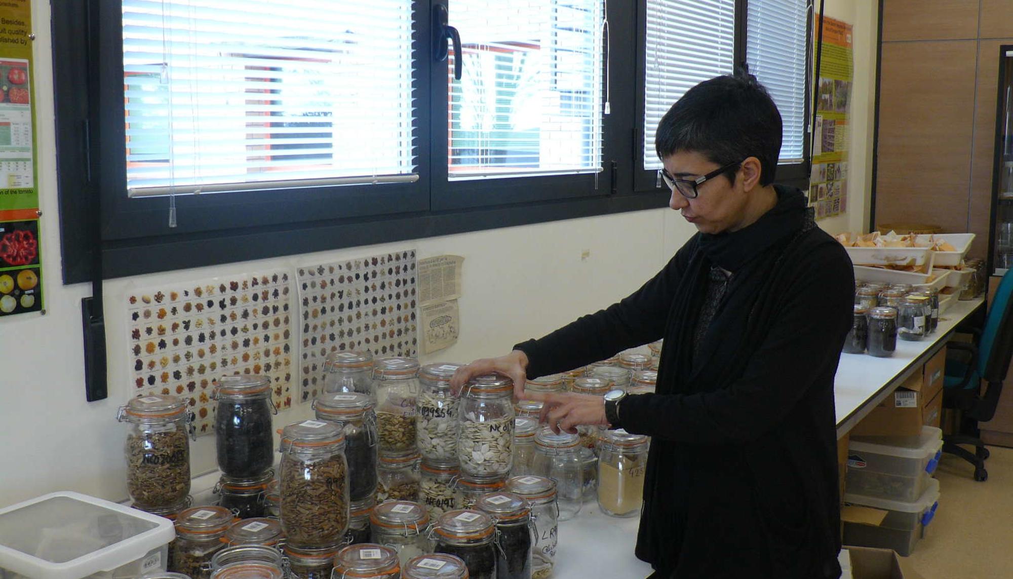 La responsable del banco de germoplasma, Cristina Mallor, en el laboratorio previo a la congelación de semillas