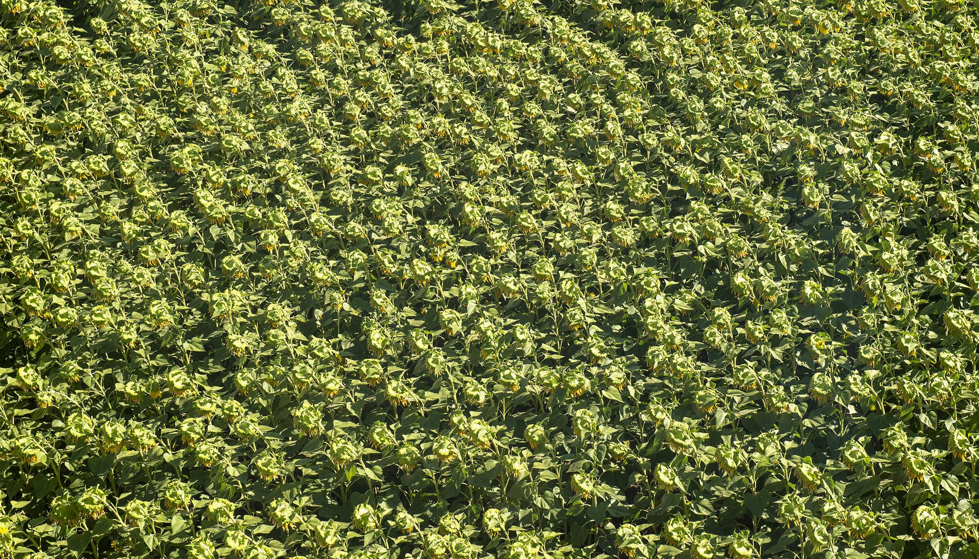 Plantación de girasoles