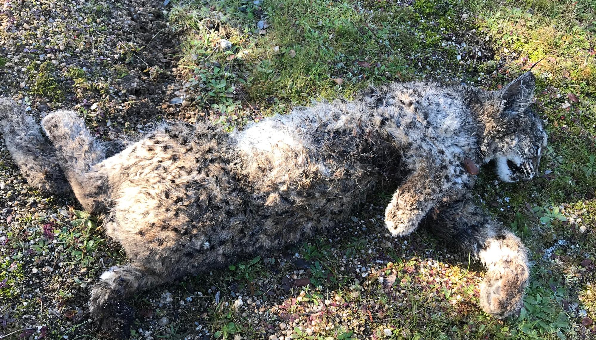 Lince muerto en Don Benito