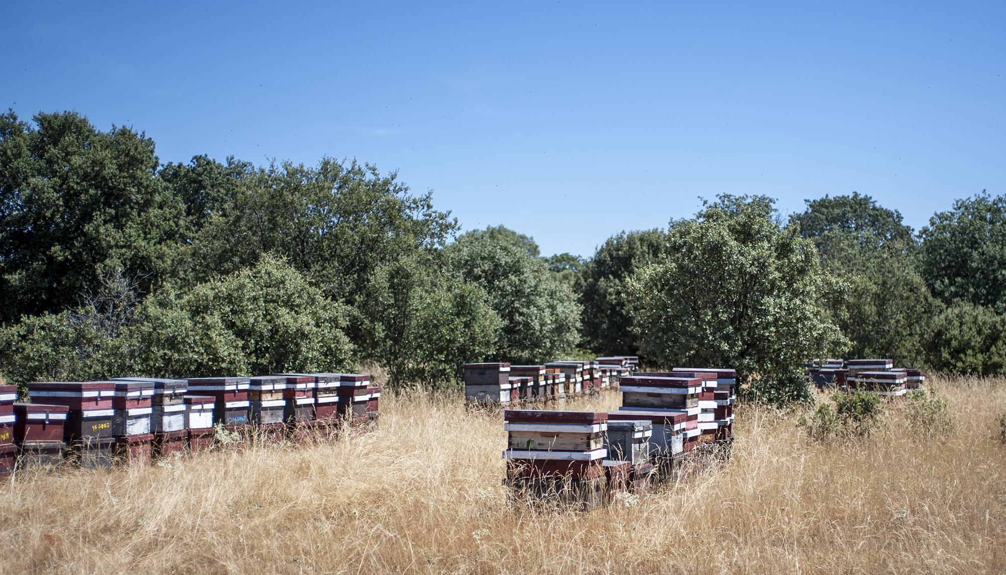 Abejas Colmenar en Segovia