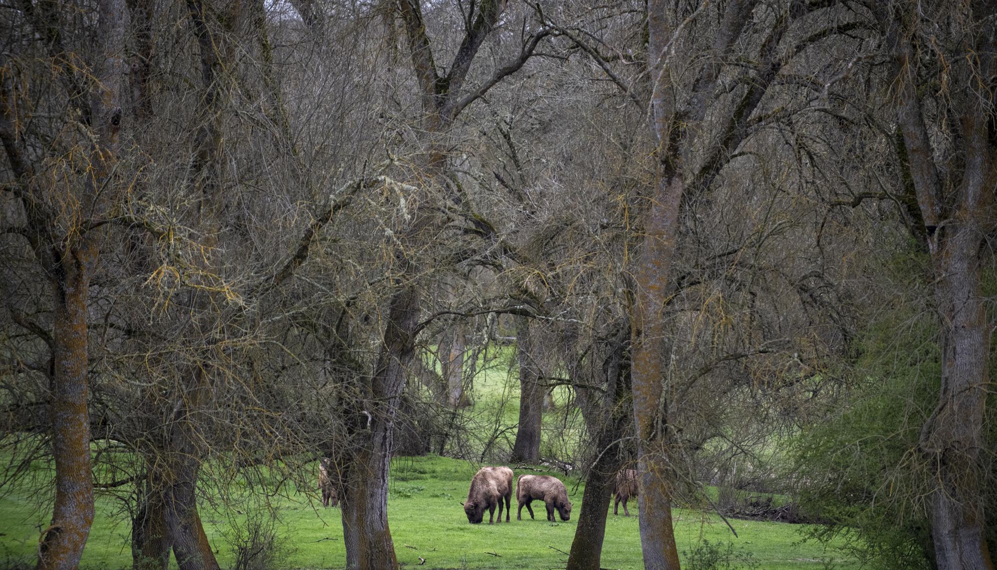 bisontes los porretales