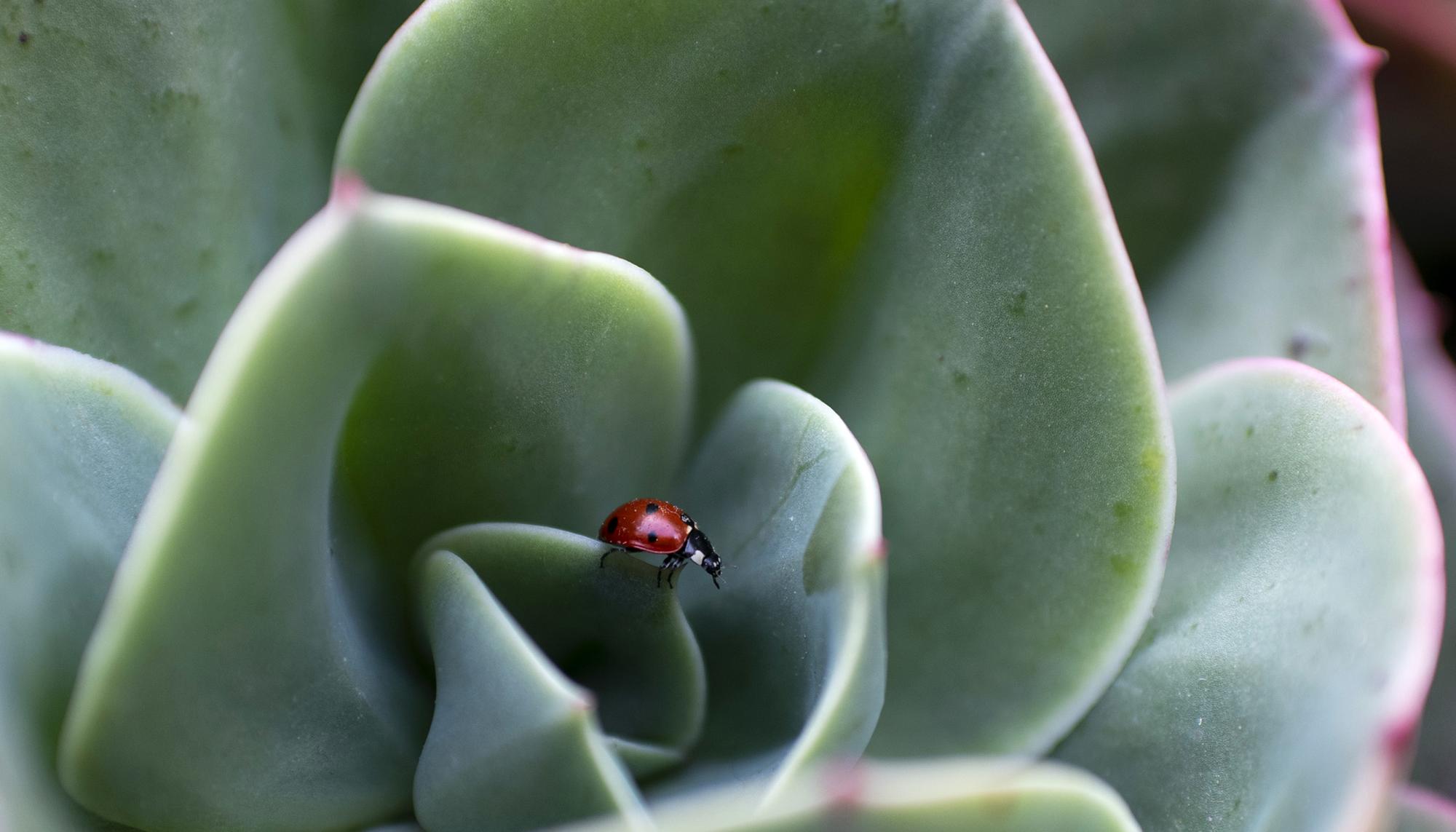 insecticidio mariquita