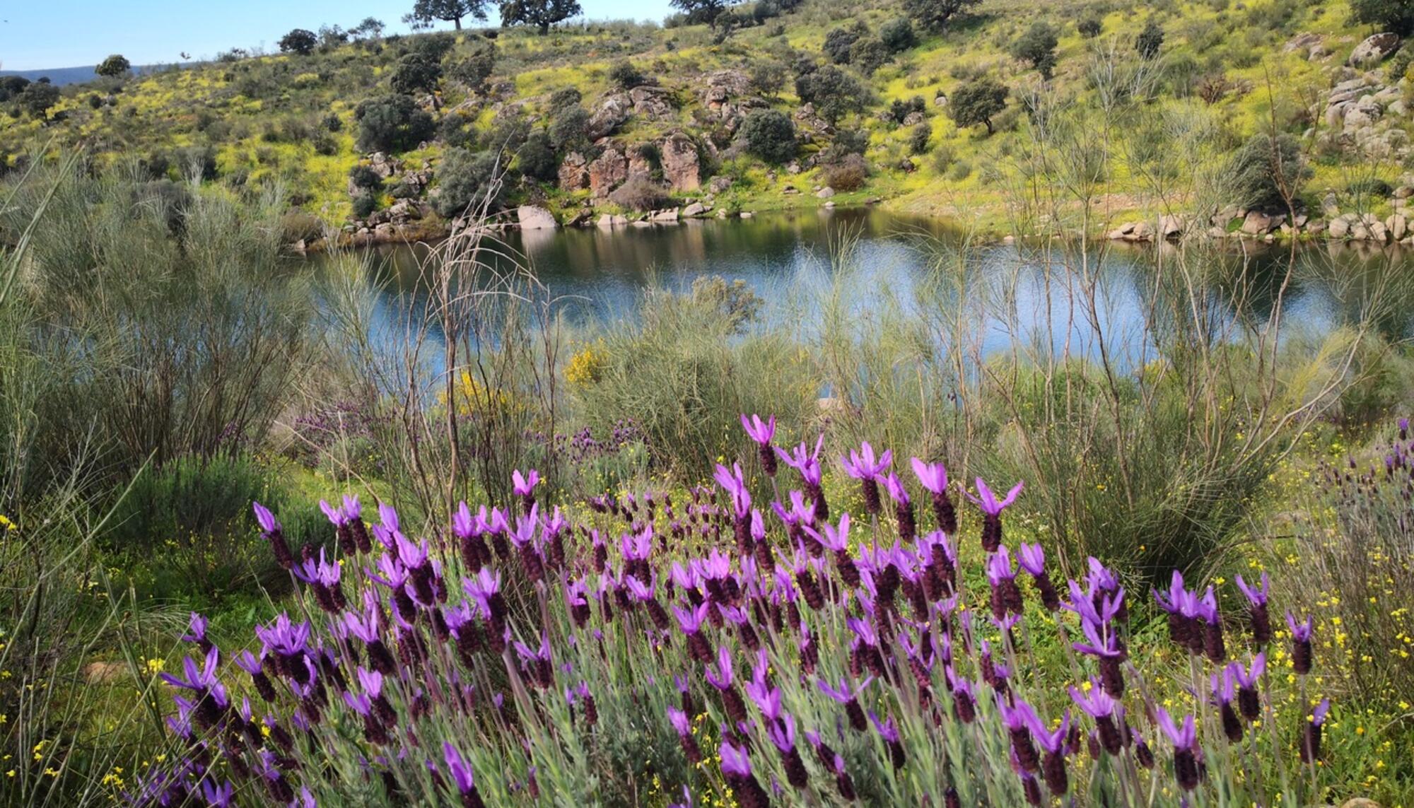 Río Extremadura flor Ramón J. Soria Breña