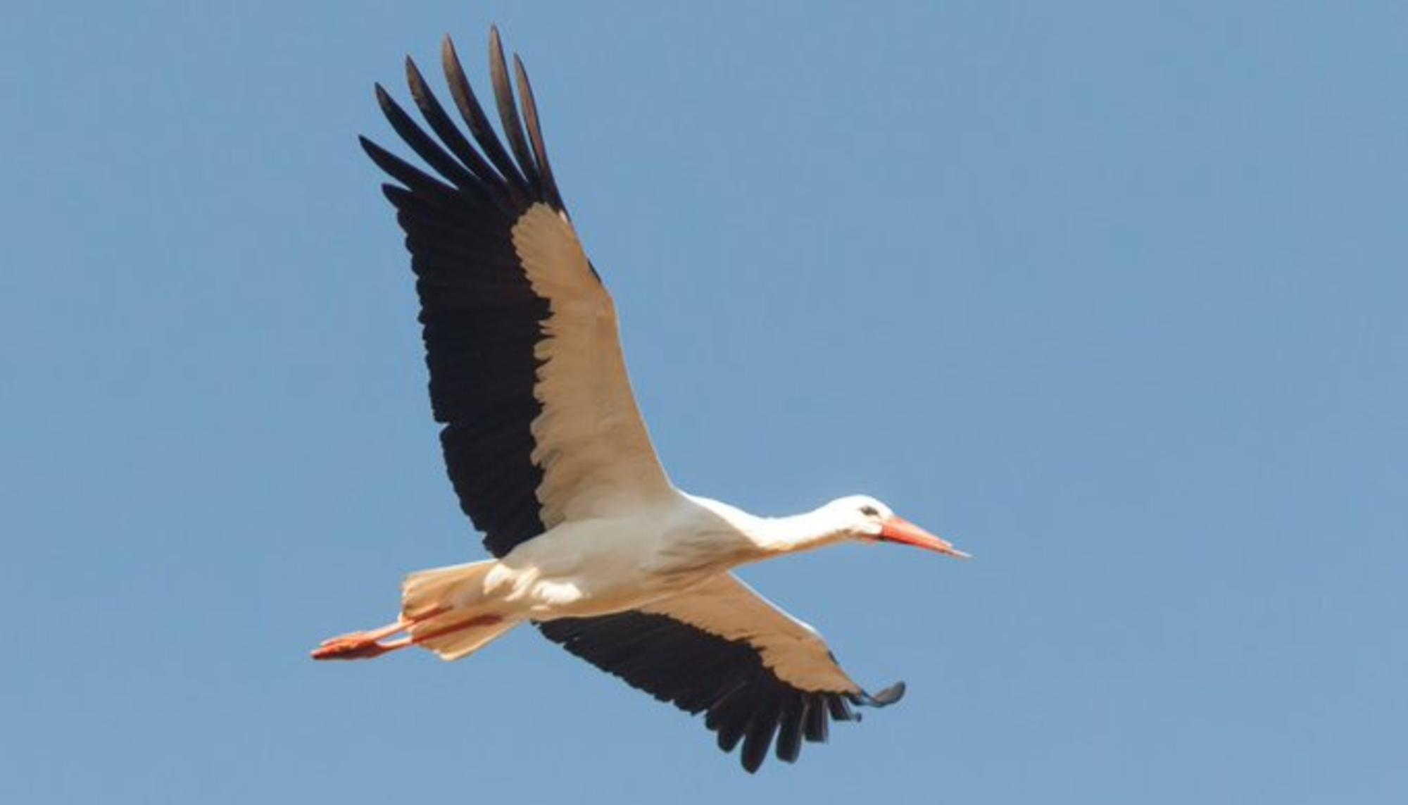 Cigüeña. Cigueña. Animales. Fauna