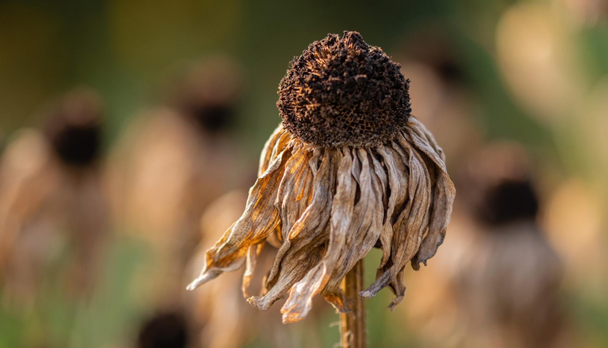 Girasol seco