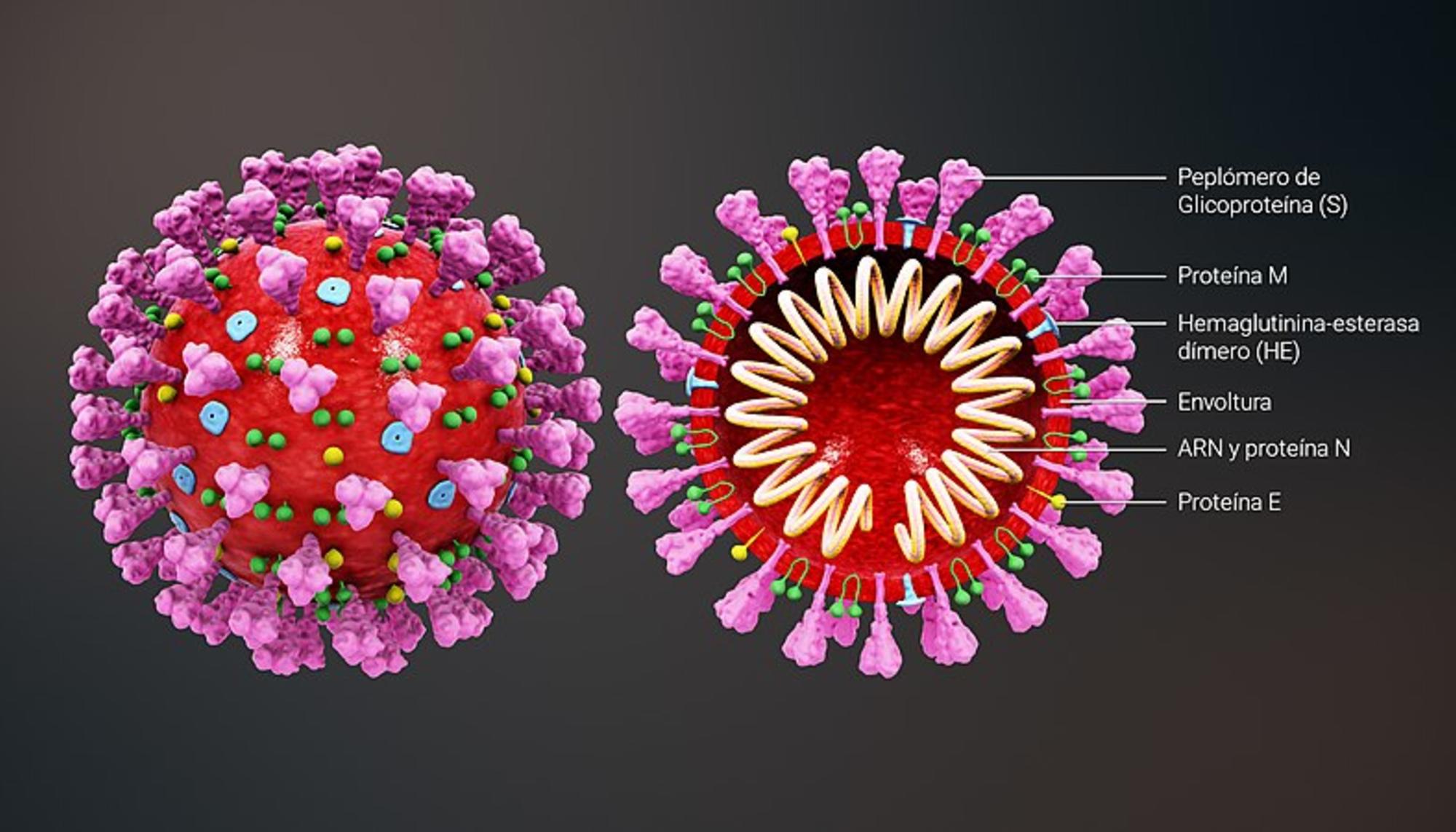 Coronavirus-micro