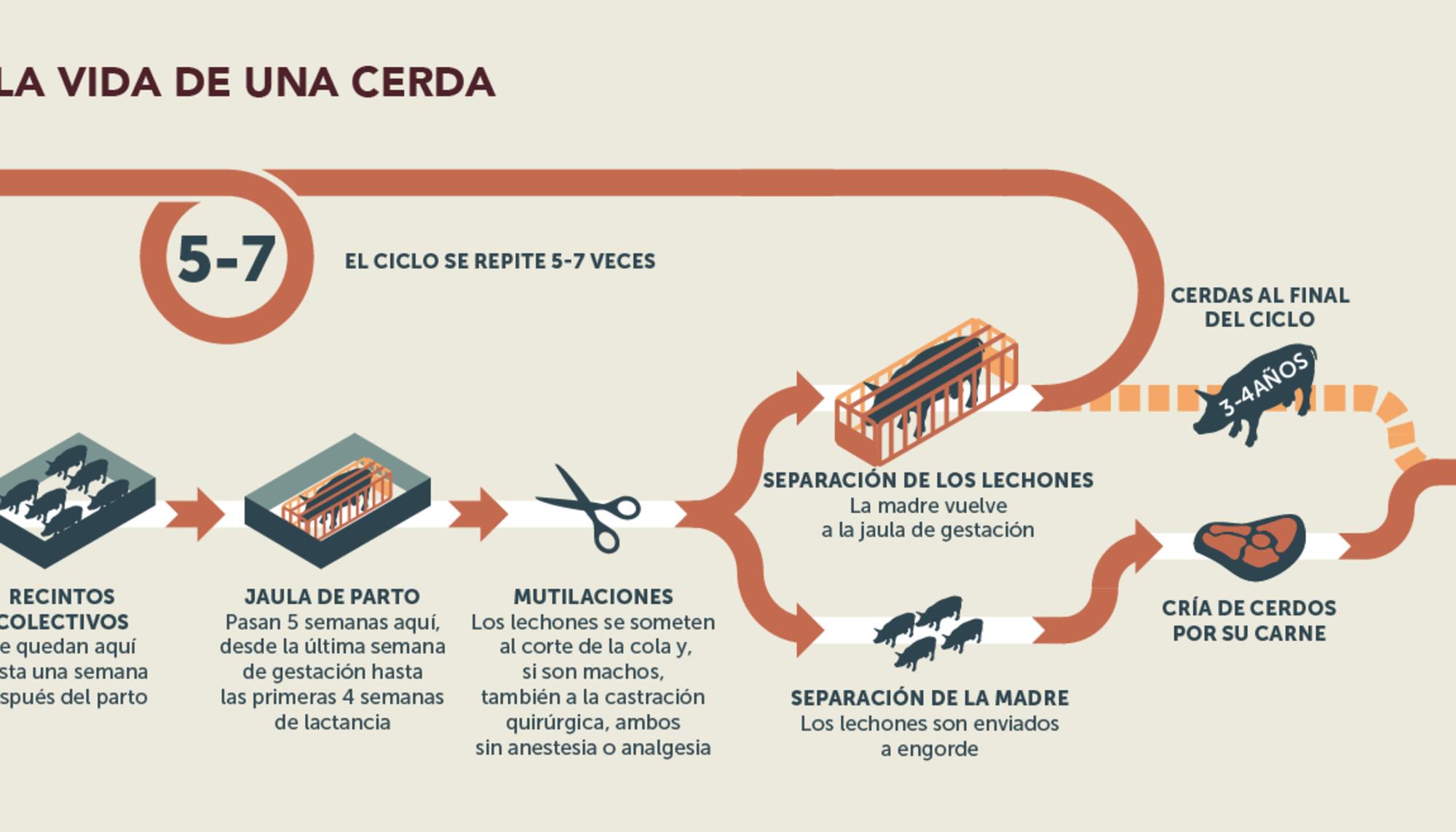 Infografía: 'El ciclo de vida de una cerda'
