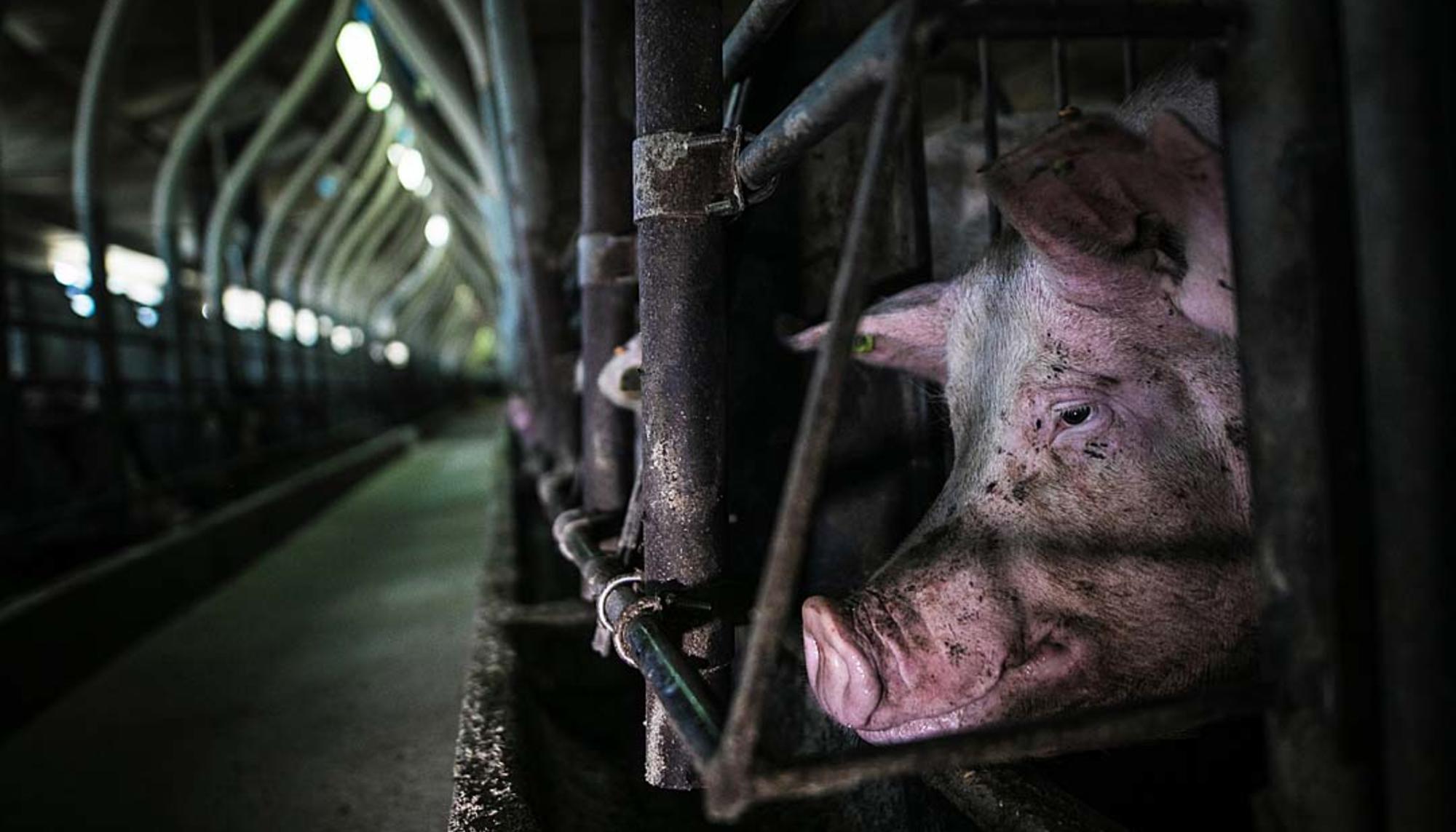 Cerdo en granja de explotación para la producción de carne