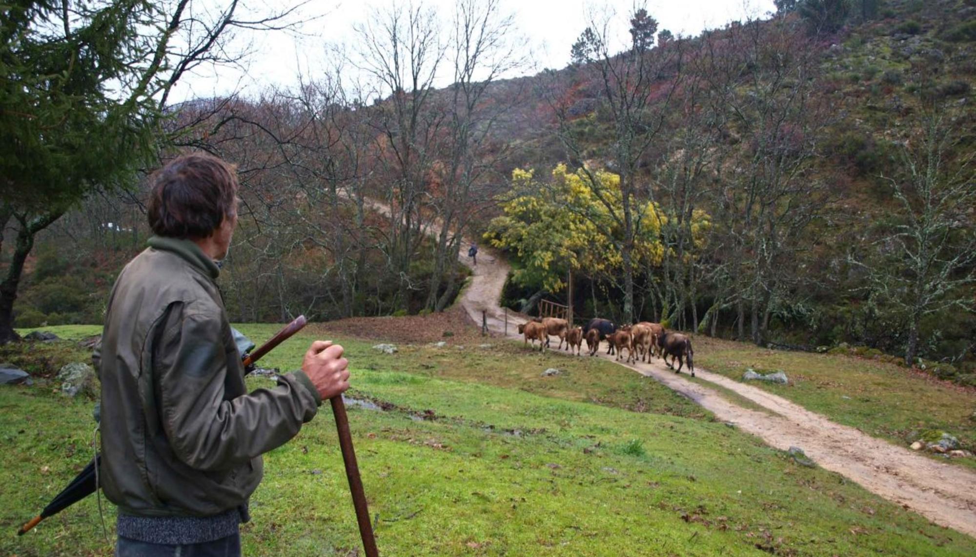 Imagen de la web del proyecto para la prevención de grandes incendios forestales Mosaico Extremadura.