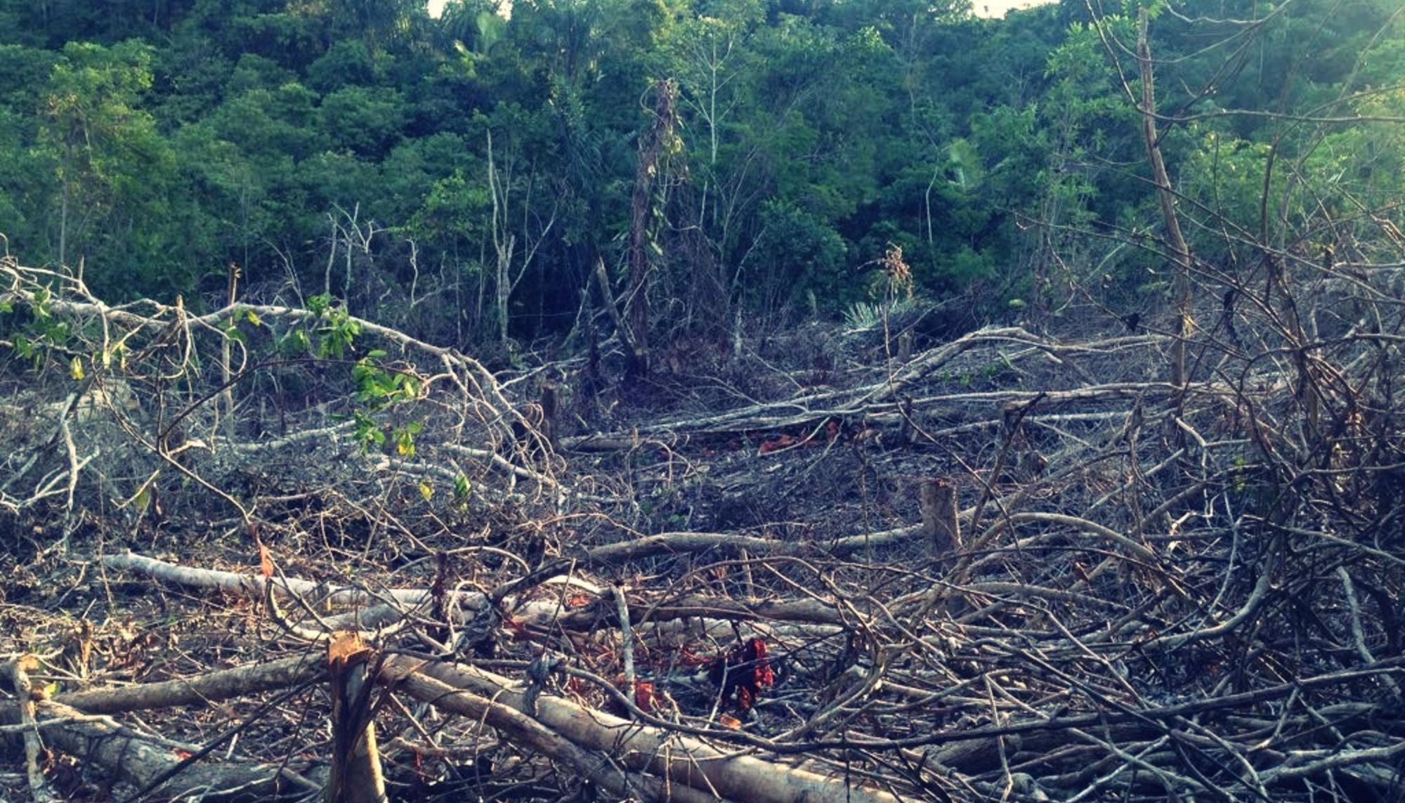 Bosque deforestado en la cuenca del Marañón