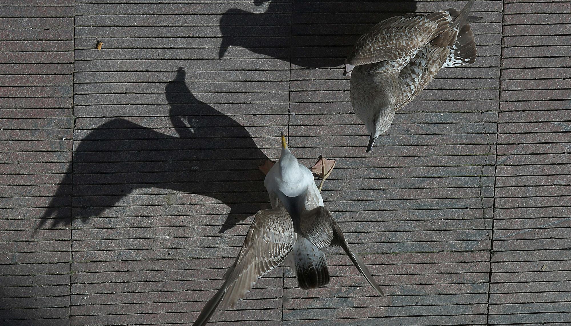 Gaivotas durante o coronavirus