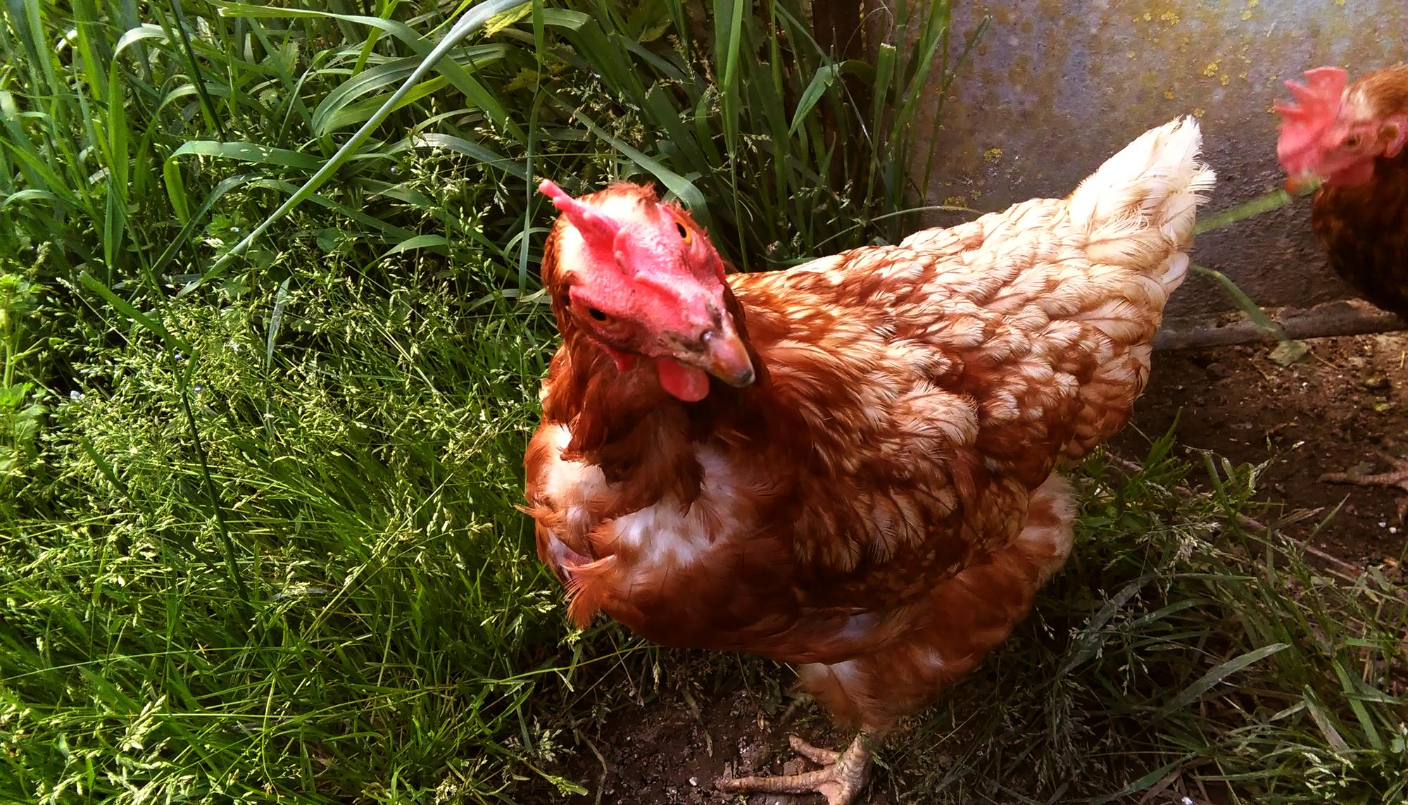 Gallina artículo huertos rurales