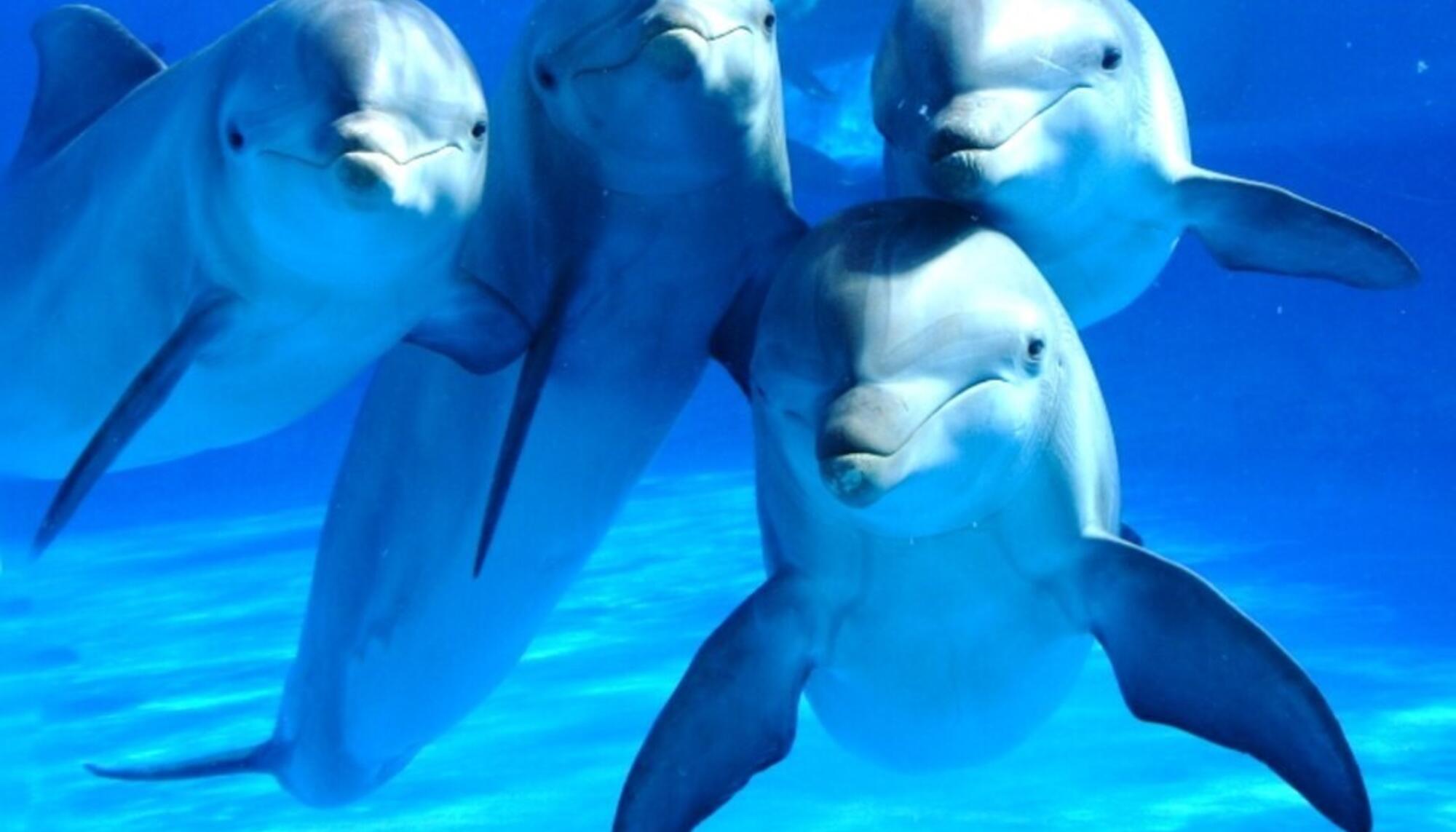 Delfines